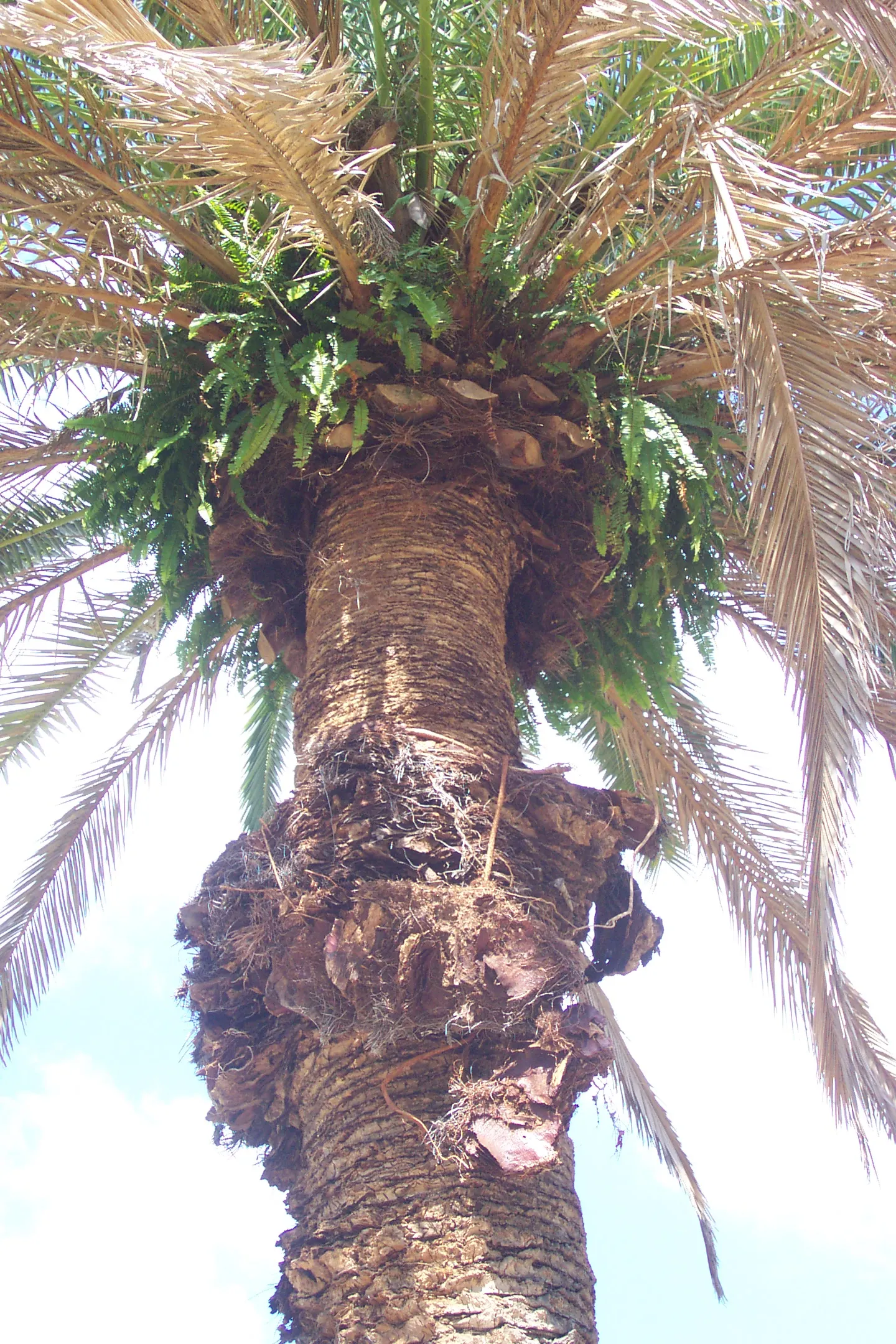 Southern Sword Fern (Nephrolepis Cordifolia) — fern for half or shade; but it is not considered invasive