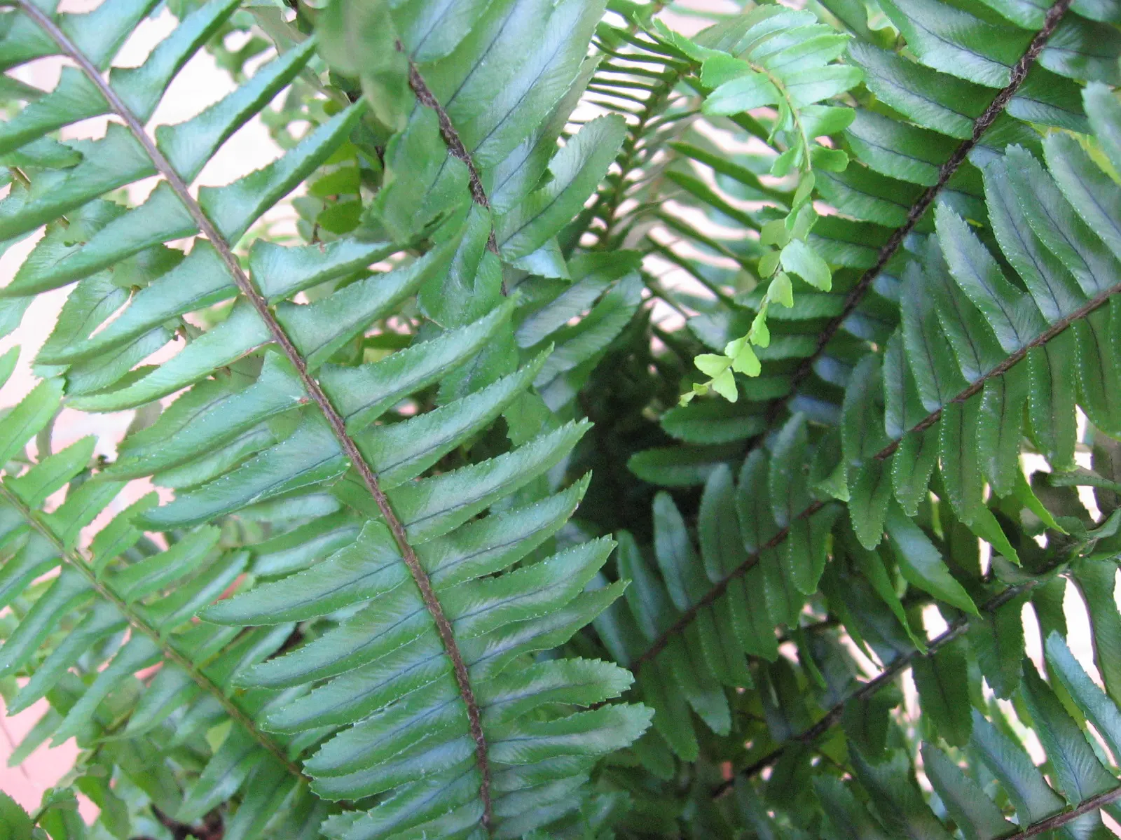 Southern Sword Fern (Nephrolepis Cordifolia) — slightly acidic to neutral in pH; making it a low-maintenance choice for gardeners