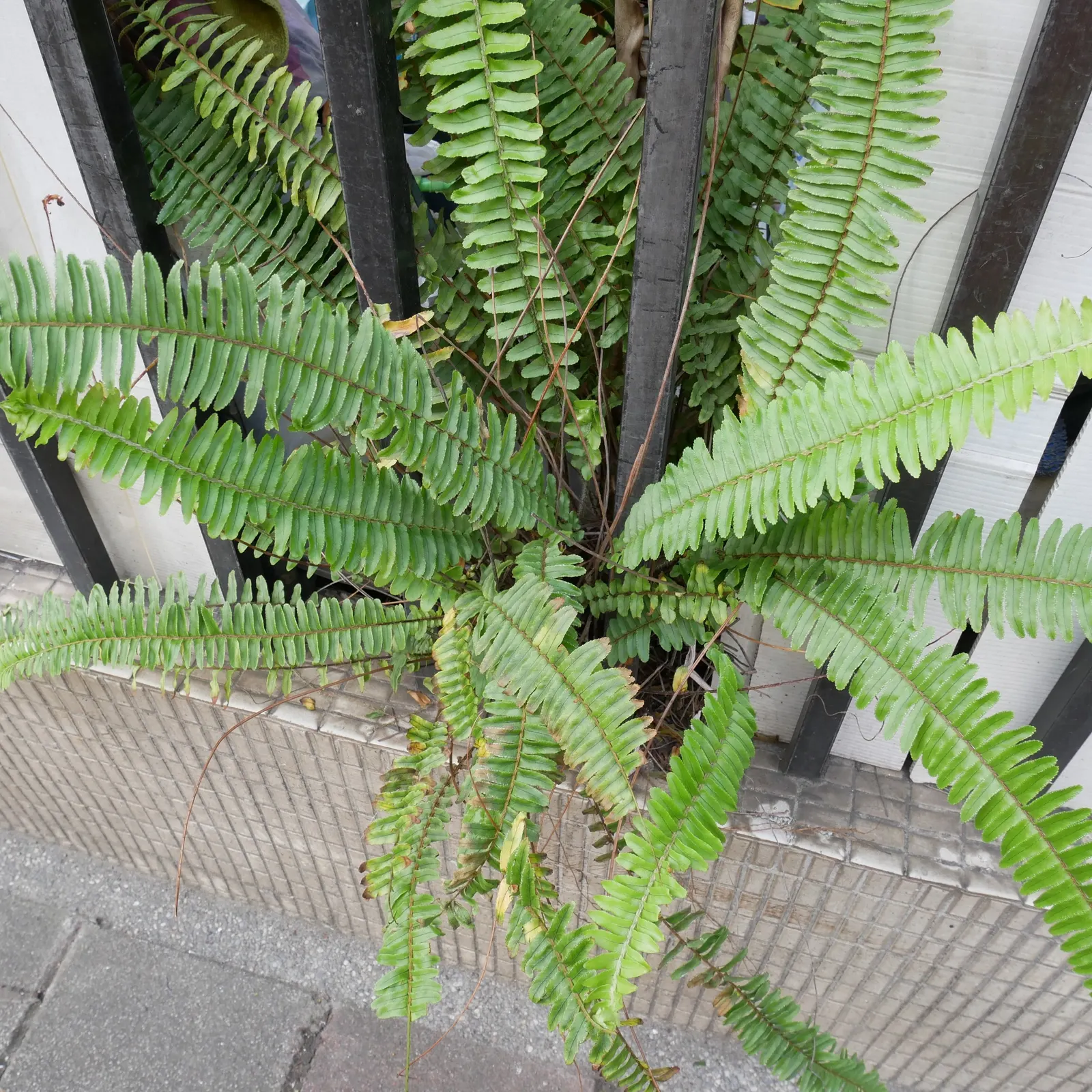 Southern Sword Fern (Nephrolepis Cordifolia) — making it a low-maintenance choice for gardeners