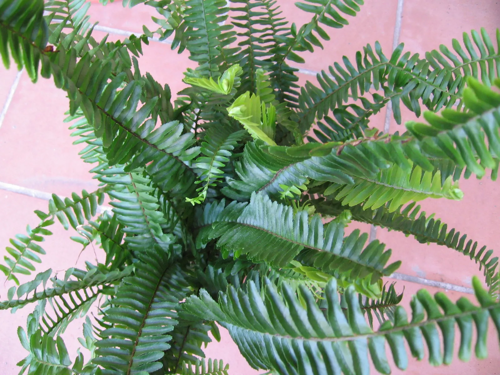 Southern Sword Fern (Nephrolepis Cordifolia) — arching fronds that can reach lengths of 2 to 3 feet; its dense fronds also provide shelter for wildlife