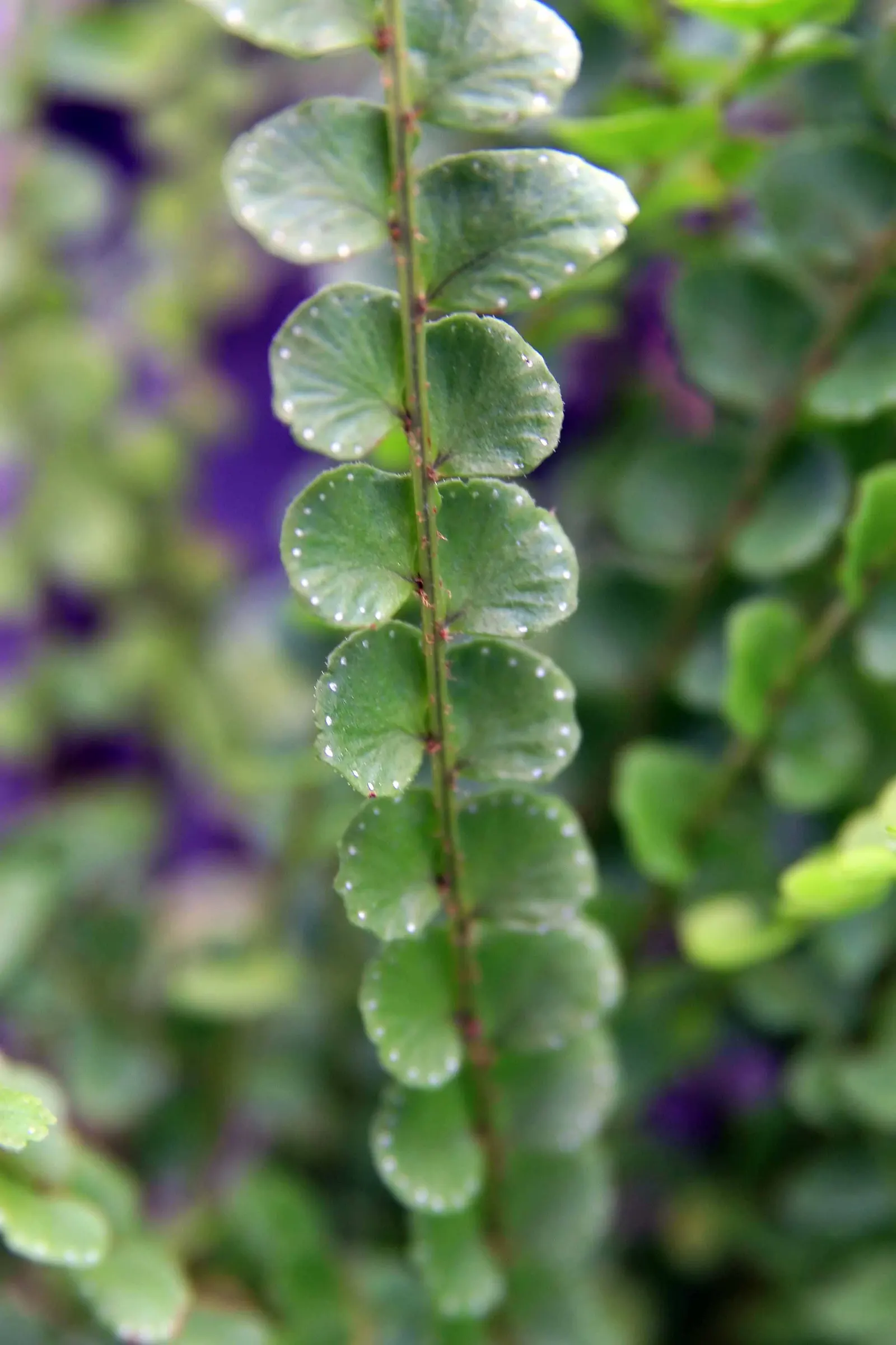 Southern Sword Fern (Nephrolepis Cordifolia) — well-suited for planting in mixed borders; characterized by arching, sword-like fronds, this, image 59