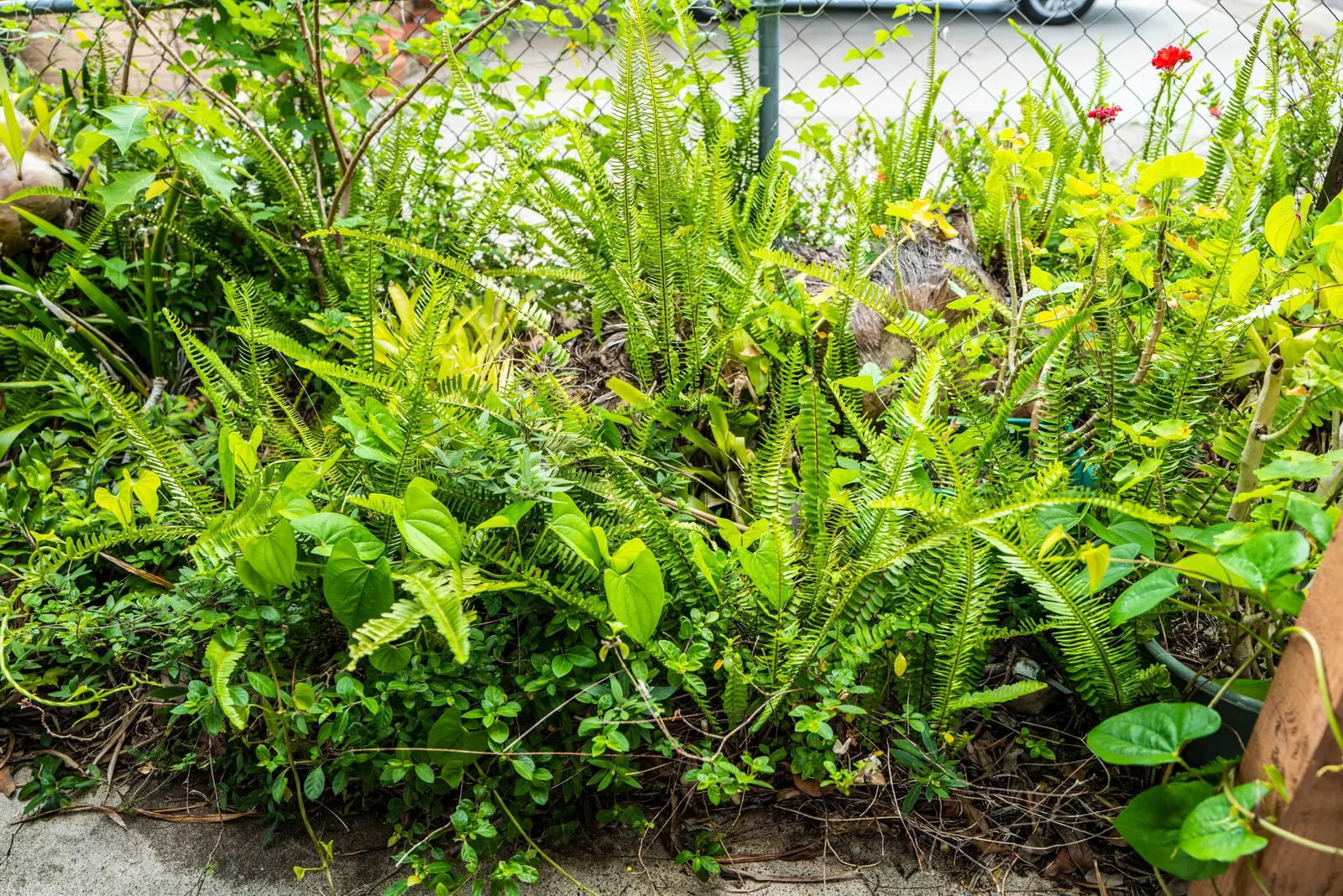 Southern Sword Fern (Nephrolepis Cordifolia) — Occasional trimming of old fronds will encourage fresh; facilitating its expansion within a garden, image 65