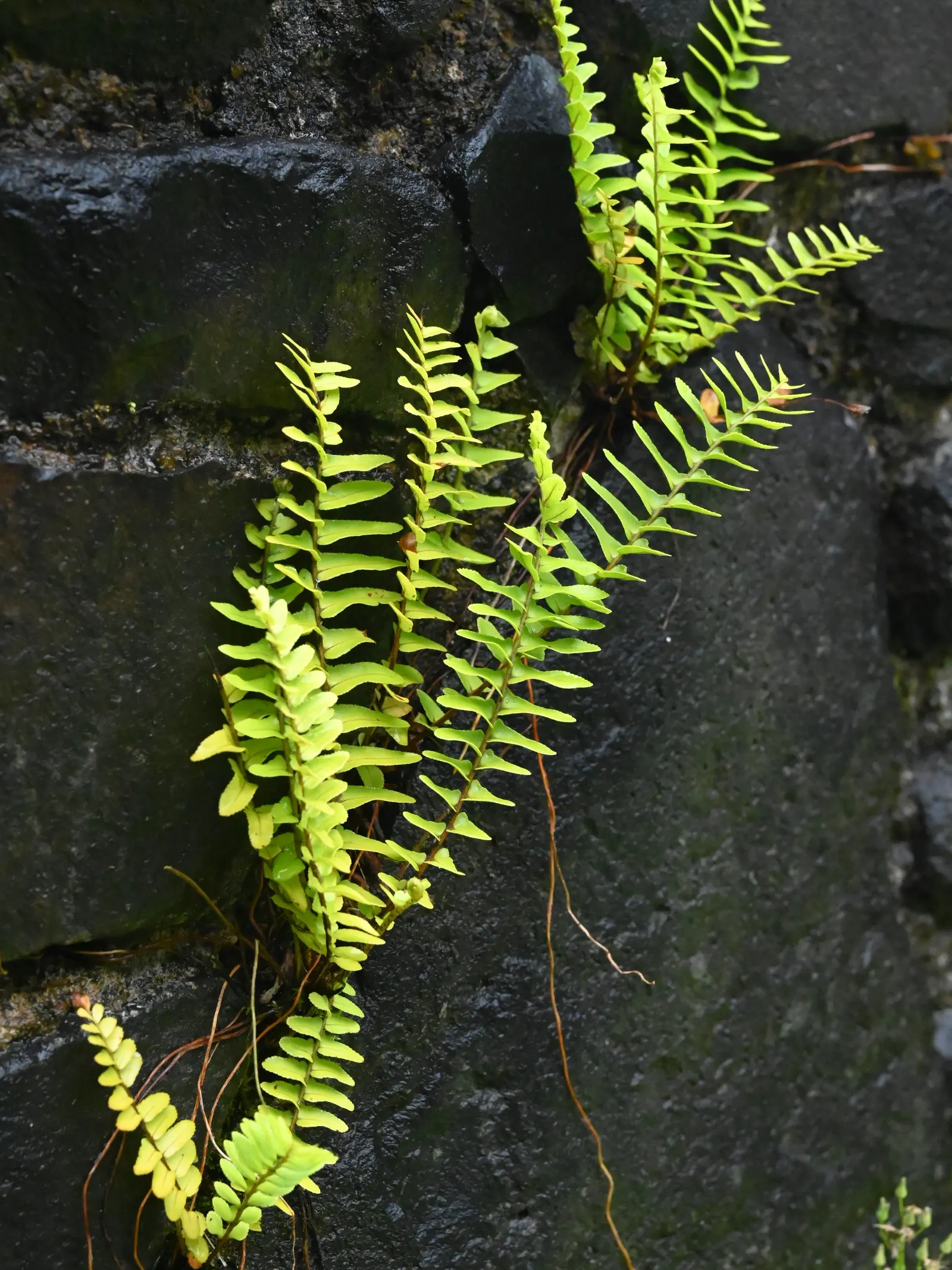 Southern Sword Fern (Nephrolepis Cordifolia) — maintains the fronds' vibrant green color