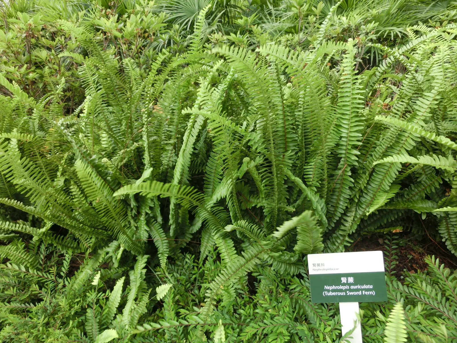 Southern Sword Fern (Nephrolepis Cordifolia) — and it can tolerate short periods of drought once established; contributing to the ecological value, image 62
