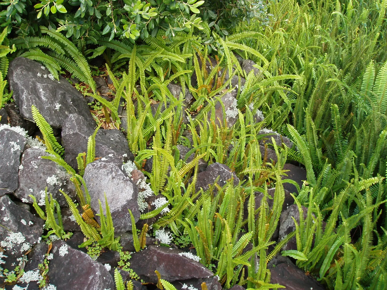 Southern Sword Fern (Nephrolepis Cordifolia) — presents an elegant addition to your garden with its long