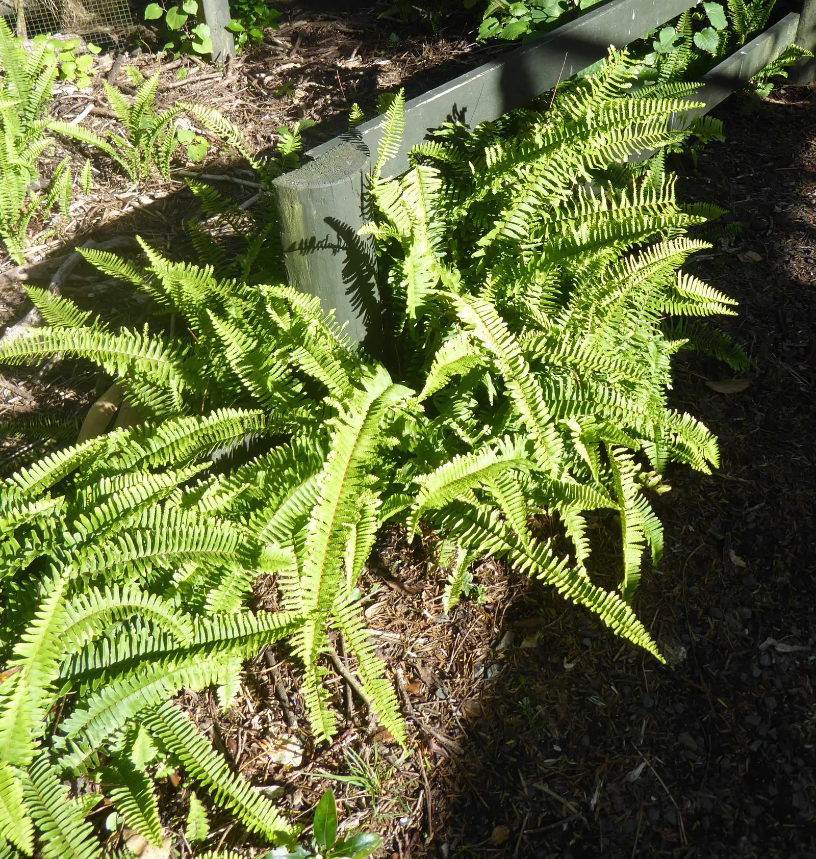 Southern Sword Fern (Nephrolepis Cordifolia) — Lustrous, deep green fronds create dense clumps, optimal for groundcover or borders; vigorous growth and