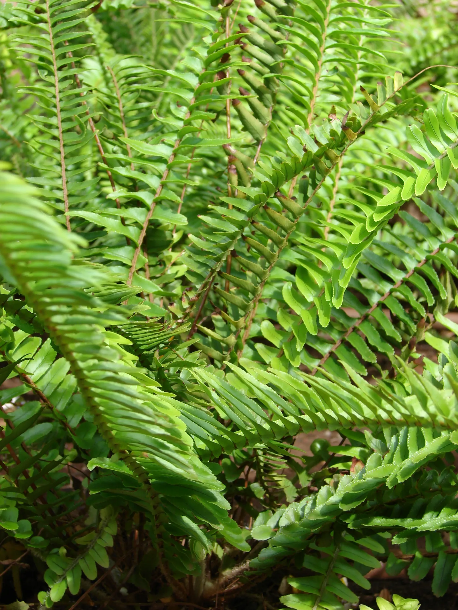 Southern Sword Fern (Nephrolepis Cordifolia) — presents an elegant addition to your garden with its long; maintains the fronds' vibrant green color