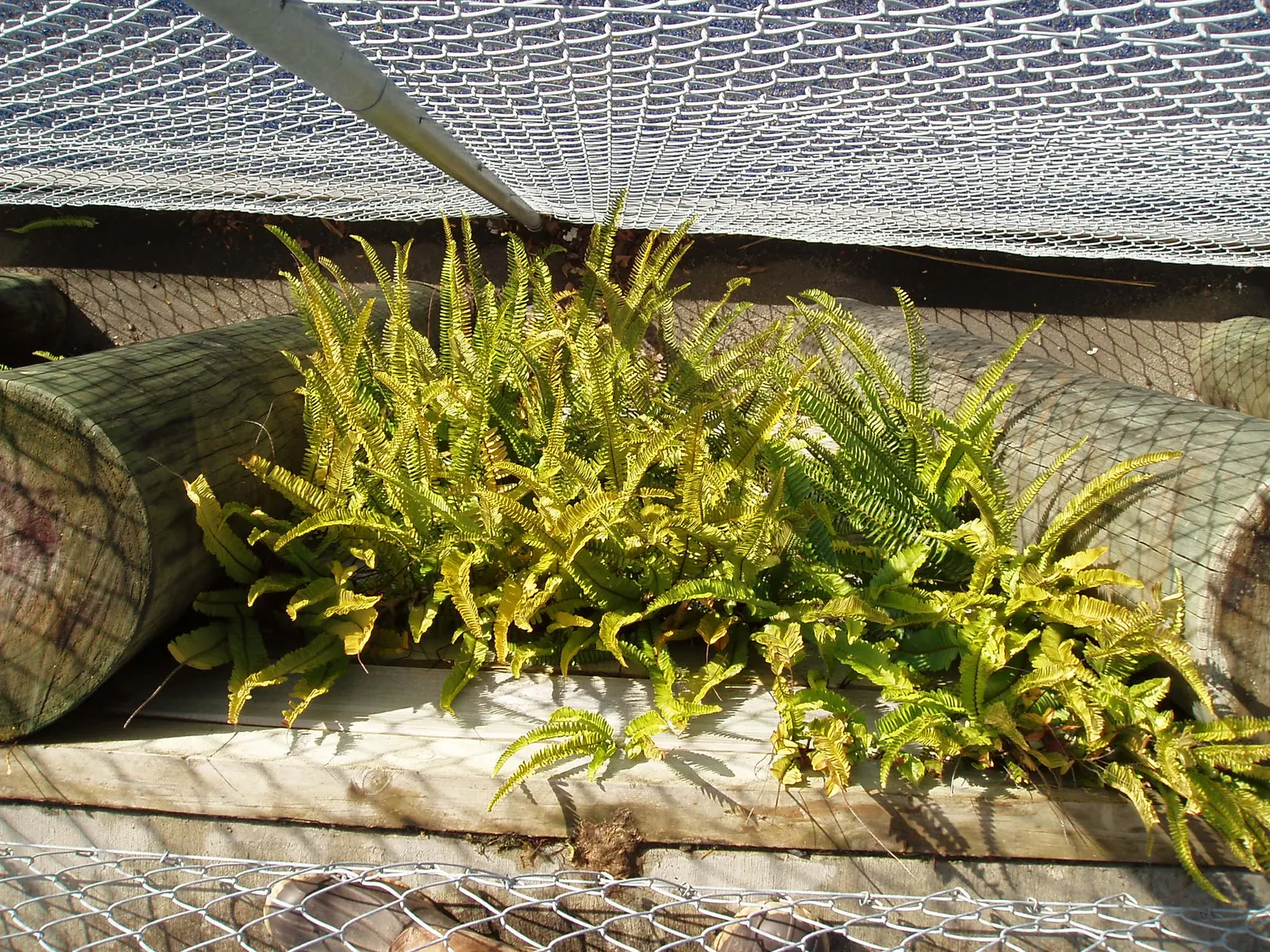 Southern Sword Fern (Nephrolepis Cordifolia) — Adds lush texture to garden compositions with minimal maintenance