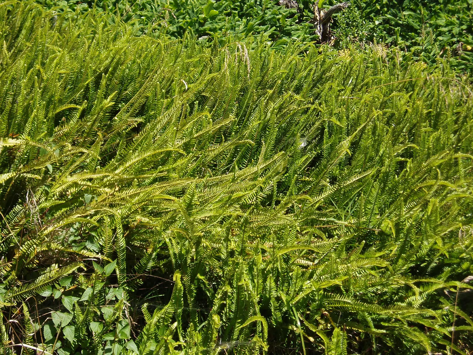 Southern Sword Fern (Nephrolepis Cordifolia) — This lush fern thrives in USDA hardiness zones 8 to 10; adds lush texture to garden compositions, image 56