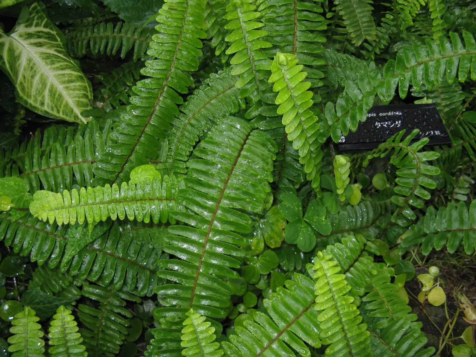 Southern Sword Fern (Nephrolepis Cordifolia) — and it can tolerate short periods of drought once established