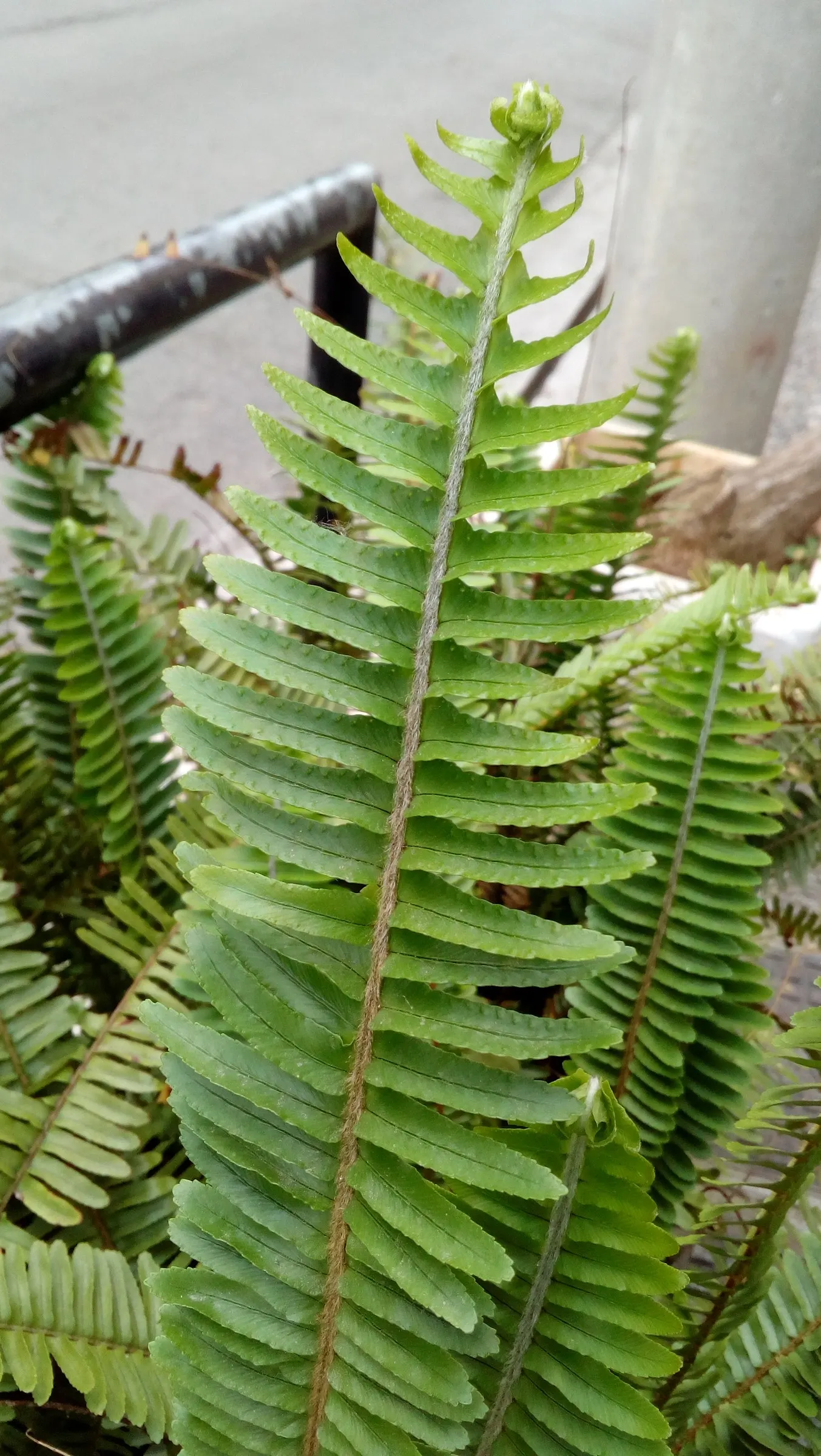 Southern Sword Fern (Nephrolepis Cordifolia) — arching fronds that can reach lengths of 2 to 3 feet; its dense fronds also provide shelter for, image 55