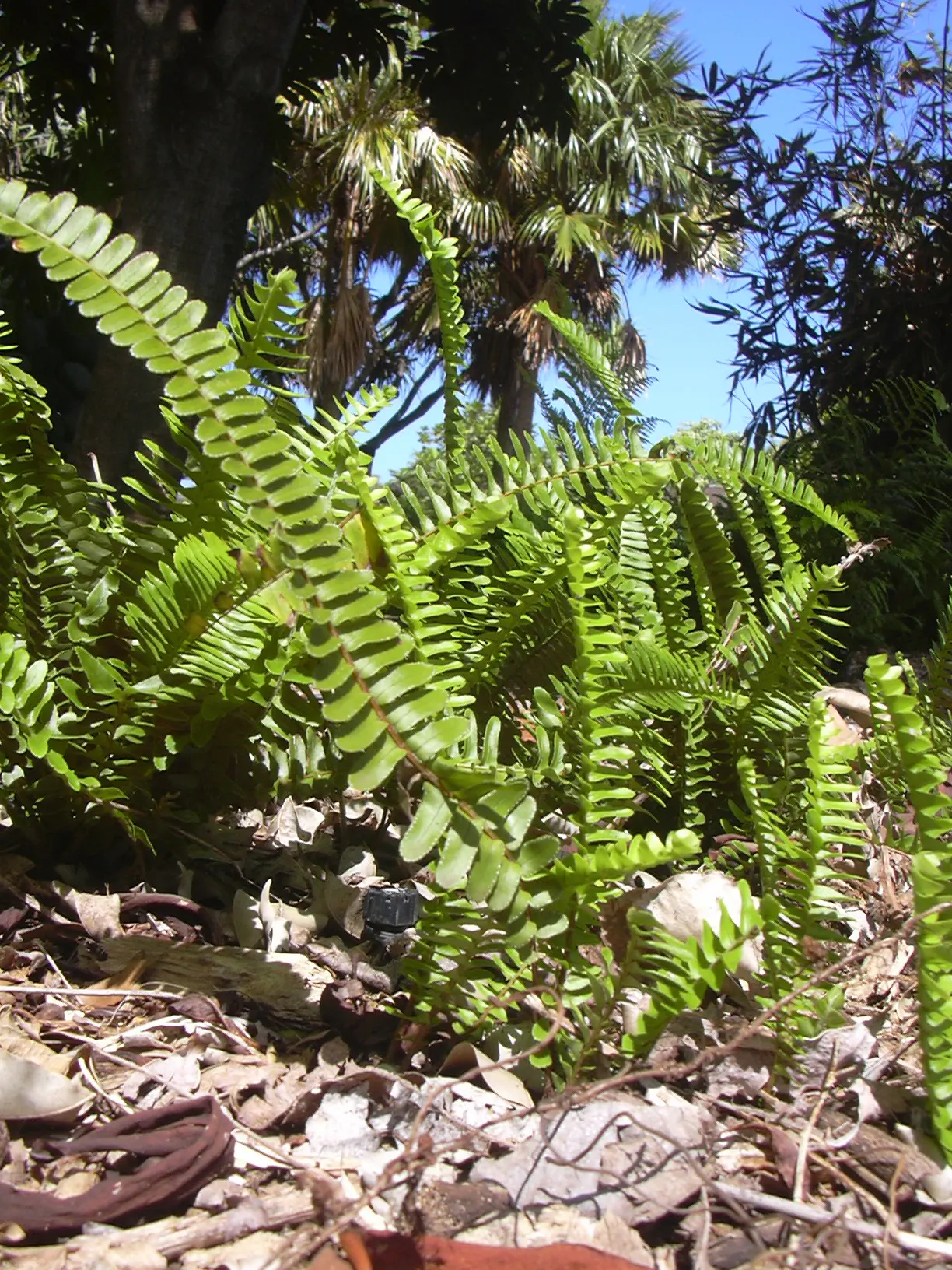 Southern Sword Fern (Nephrolepis Cordifolia) — The Southern Sword Fern, Nephrolepis cordifolia, thrives in USDA zones 8-10, favoring partial to, image 25