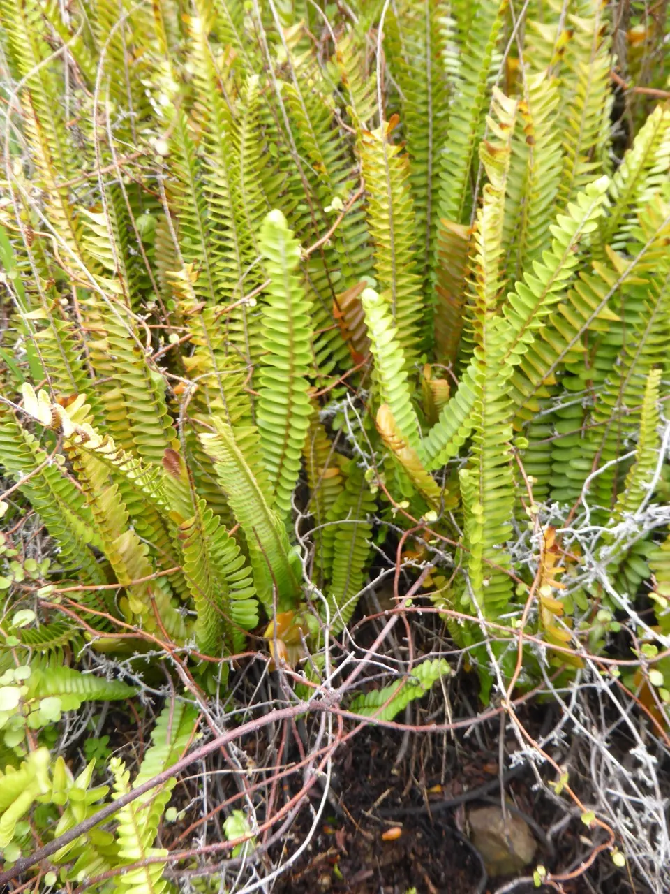 Southern Sword Fern (Nephrolepis Cordifolia) — Its dense fronds also provide shelter for wildlife