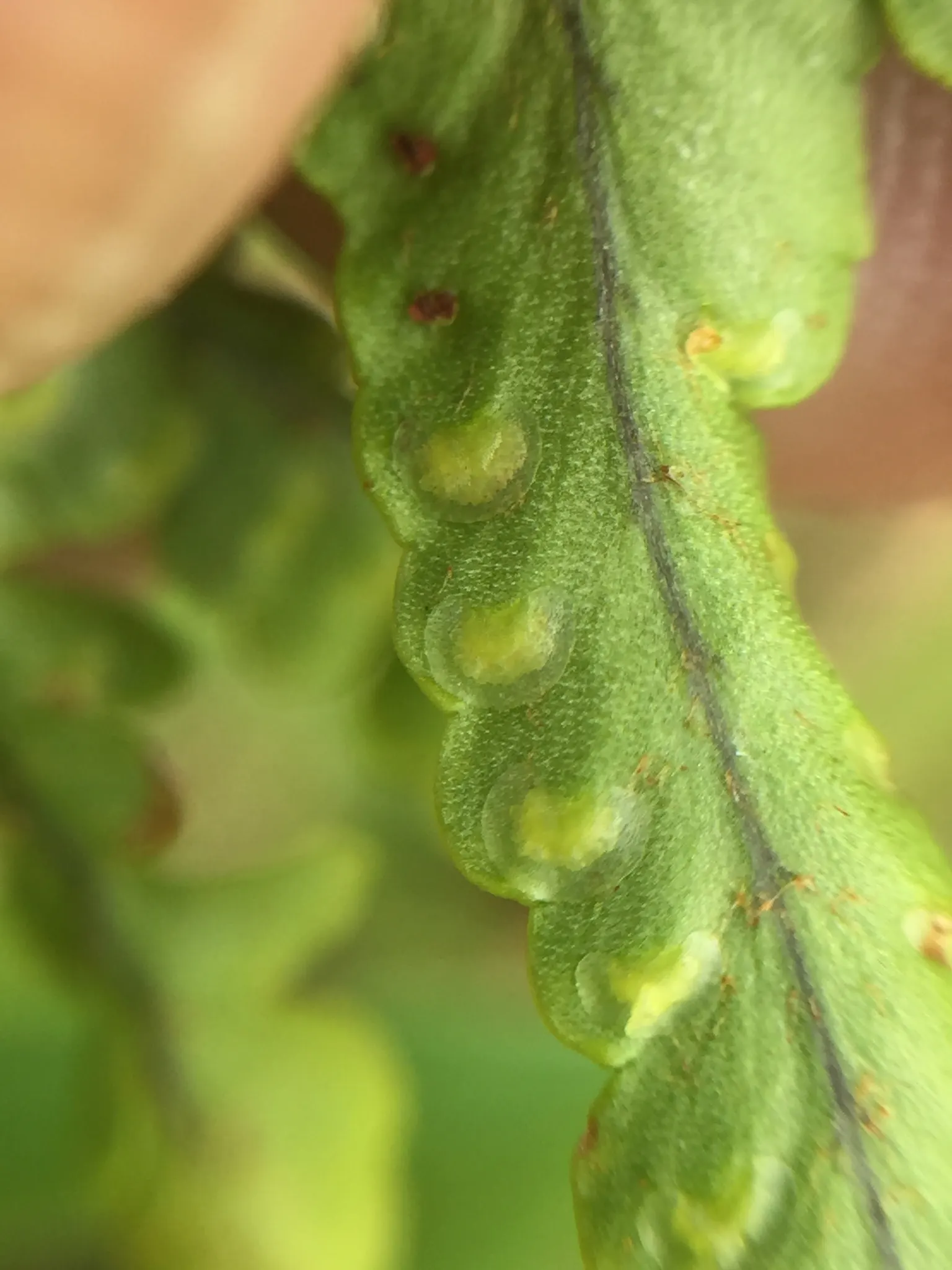 Southern Sword Fern (Nephrolepis Cordifolia) — vigorous growth and maintain a tidy appearance.<br><br>As an educational point for clients, image 66