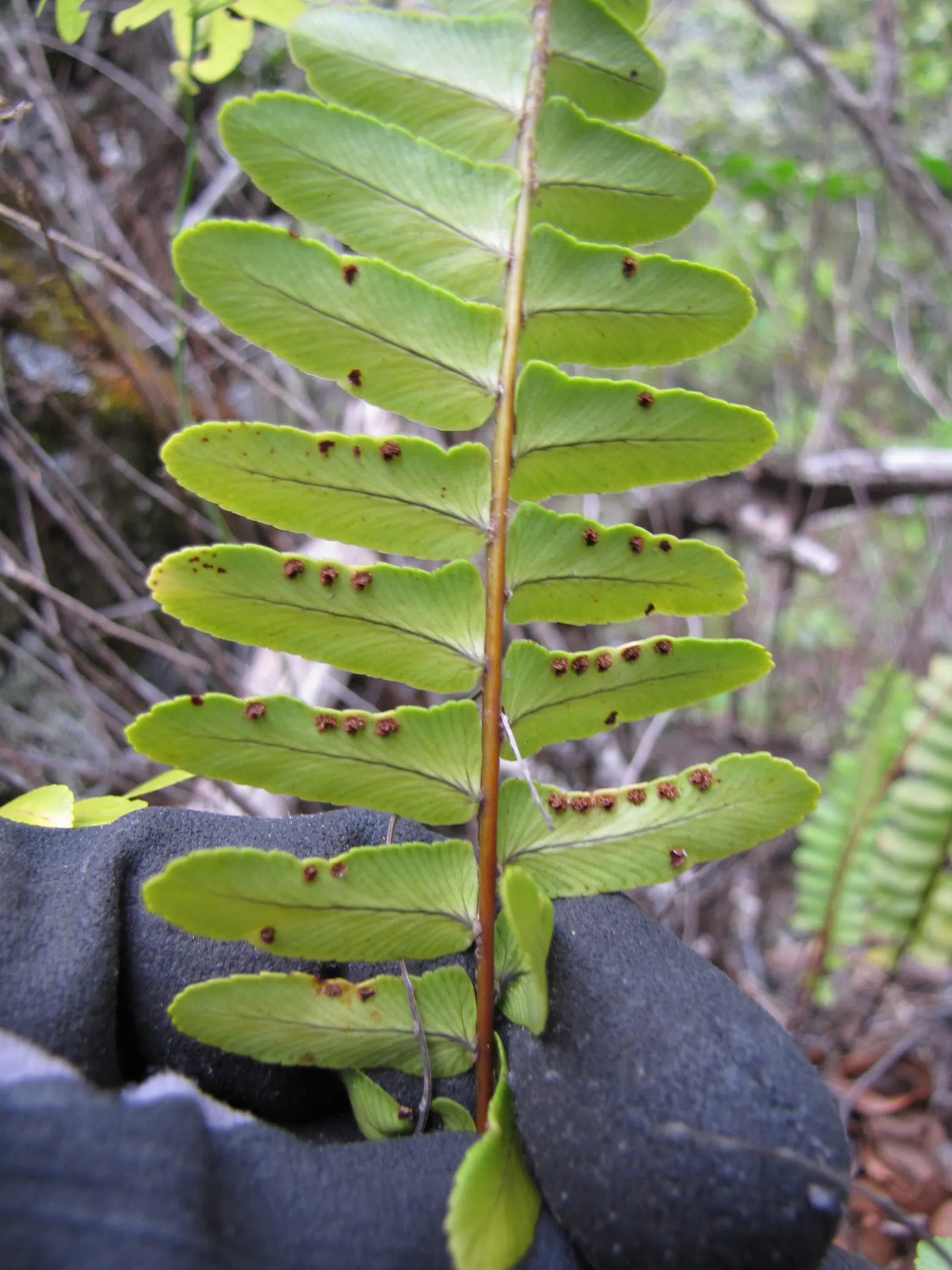 Southern Sword Fern (Nephrolepis Cordifolia) — the Southern Sword Fern's rhizomes can exhibit a creeping habit; leaving ample space between each plant for