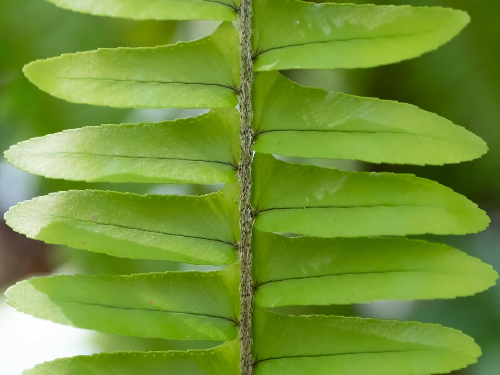 Southern Sword Fern (Nephrolepis Cordifolia) — or in container displays for shaded patios.<br><br>This evergreen perennial demands well-drained soil; consider