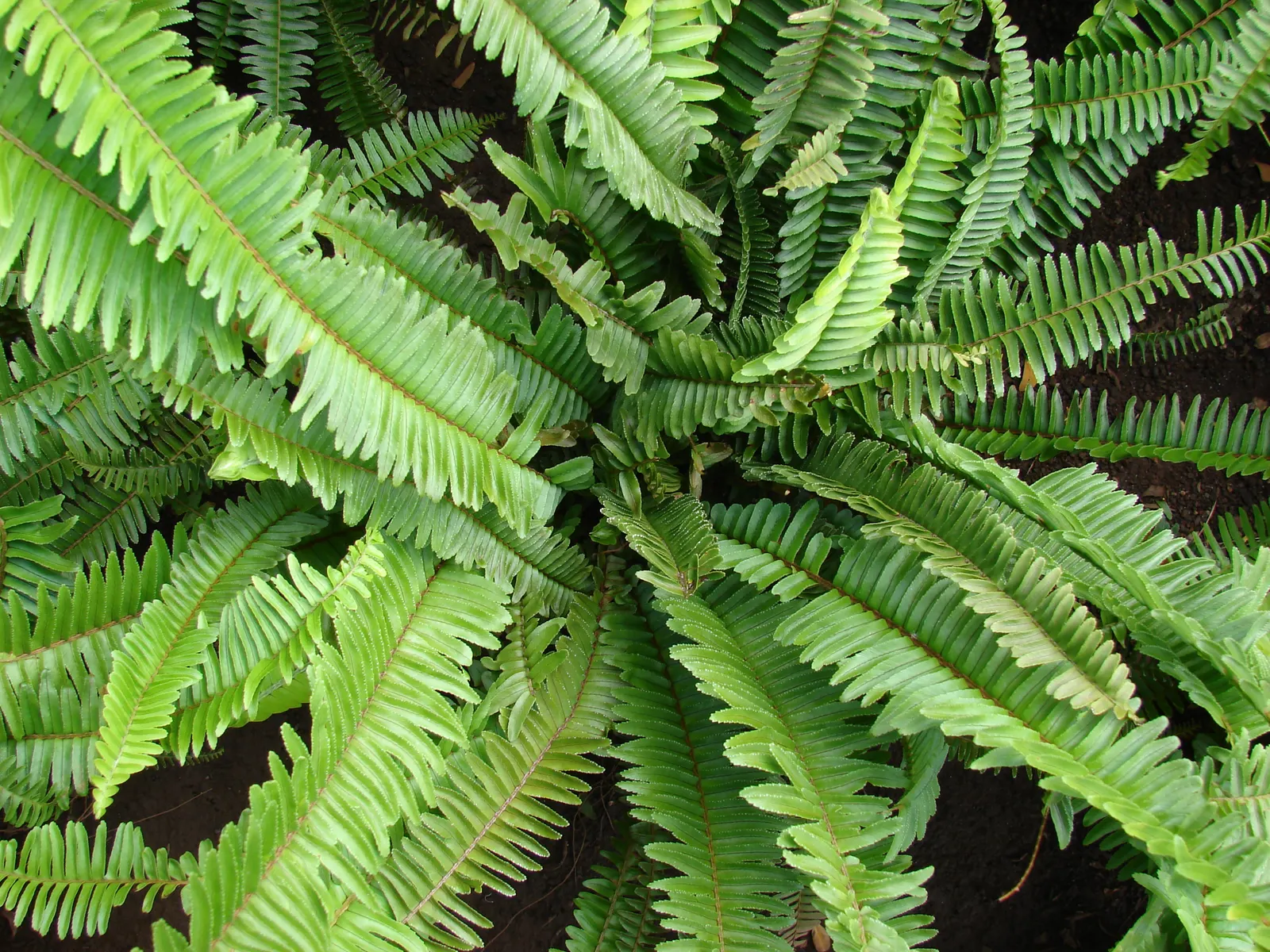 Southern Sword Fern (Nephrolepis Cordifolia) — Adds lush texture to garden compositions with minimal maintenance; this lush fern thrives in USDA, image 53