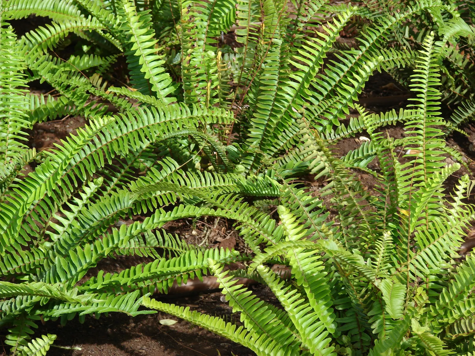 Southern Sword Fern (Nephrolepis Cordifolia) — Occasional trimming of old fronds will encourage fresh; facilitating its expansion within a garden bed