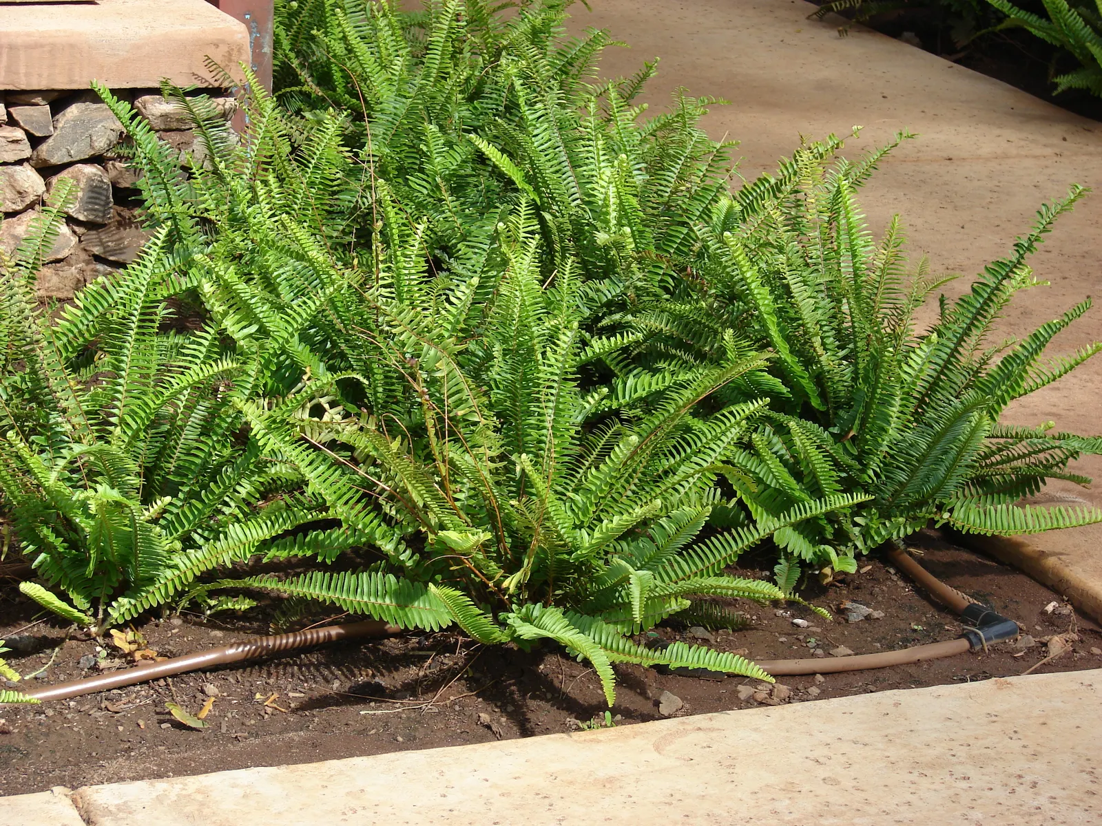 Southern Sword Fern (Nephrolepis Cordifolia) — making it a low-maintenance choice for gardeners; slightly acidic to neutral in pH, image 64