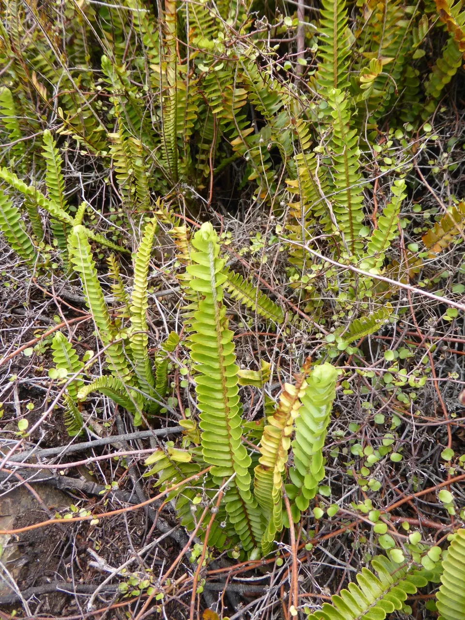 Southern Sword Fern (Nephrolepis Cordifolia) — slightly acidic to neutral in pH