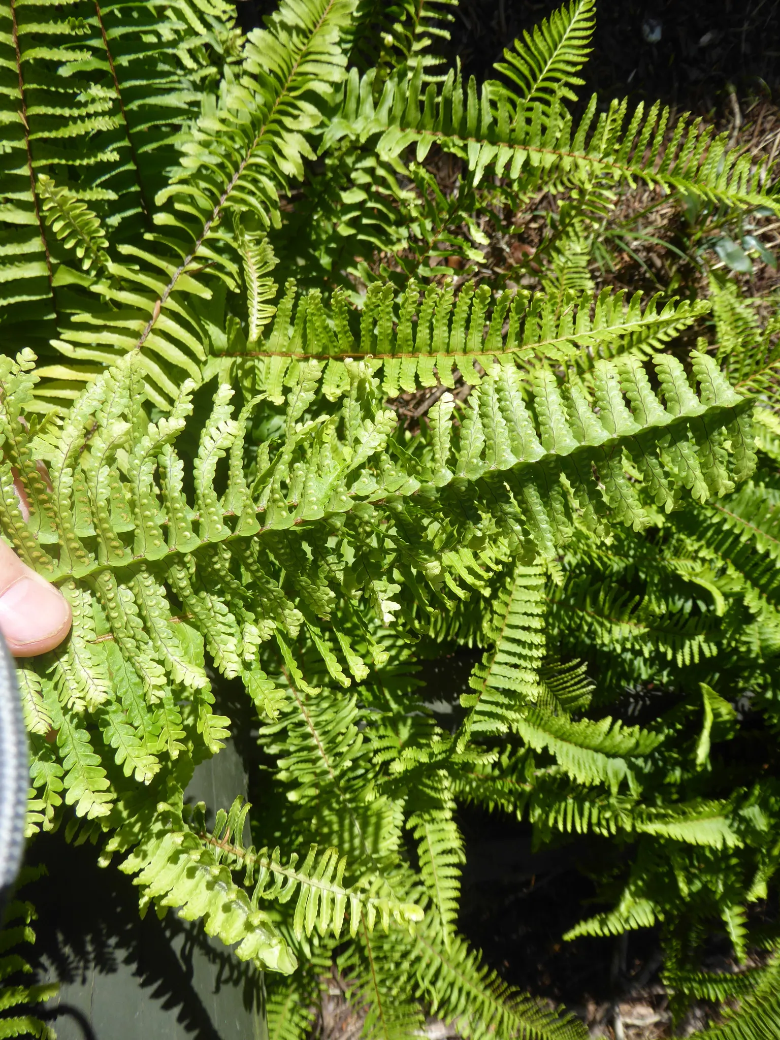 Southern Sword Fern (Nephrolepis Cordifolia) — facilitating its expansion within a garden bed