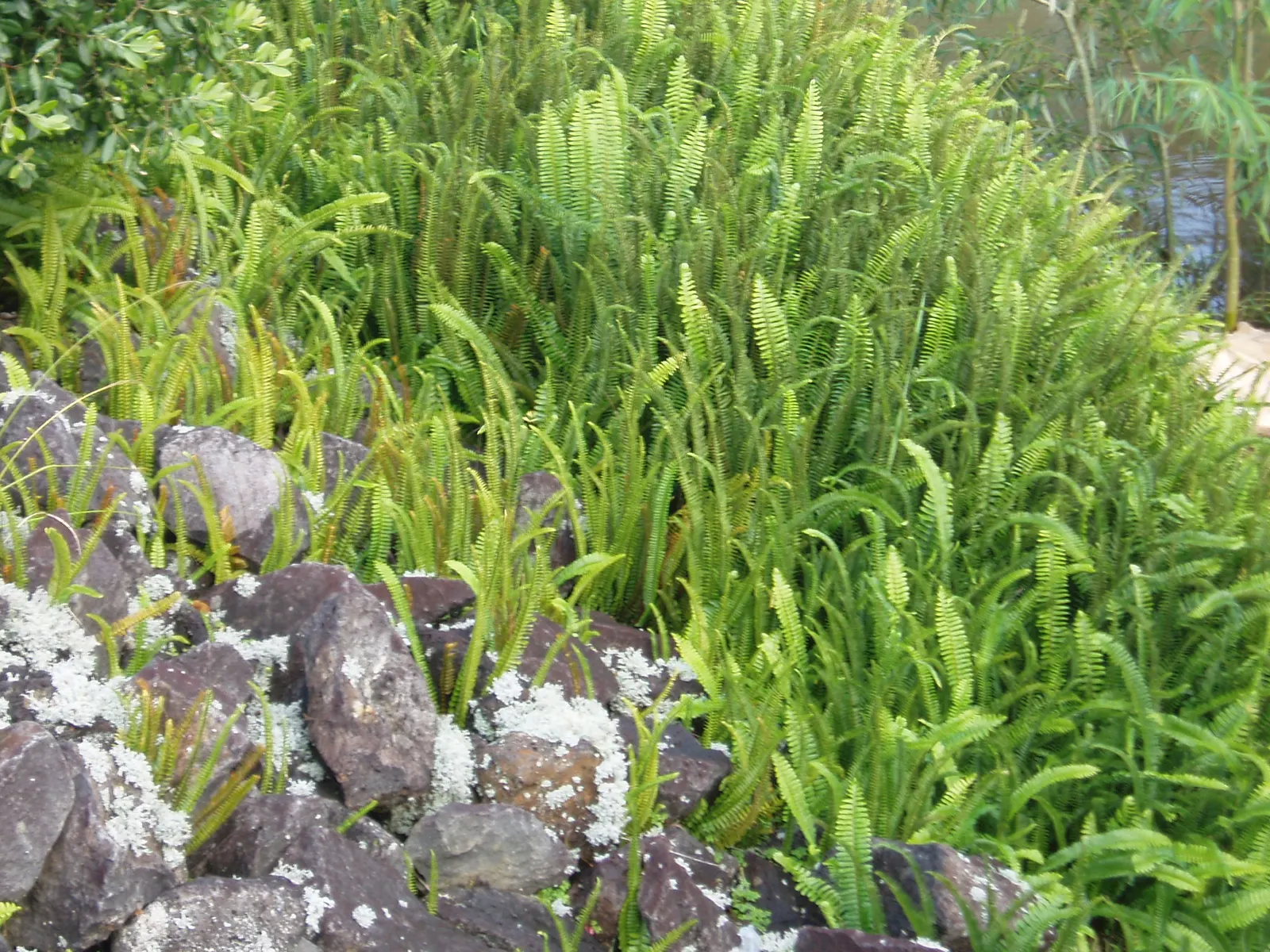 Southern Sword Fern (Nephrolepis Cordifolia) — Characterized by arching, sword-like fronds, this evergreen perennial reaches 2 to 3 feet in height, image 50