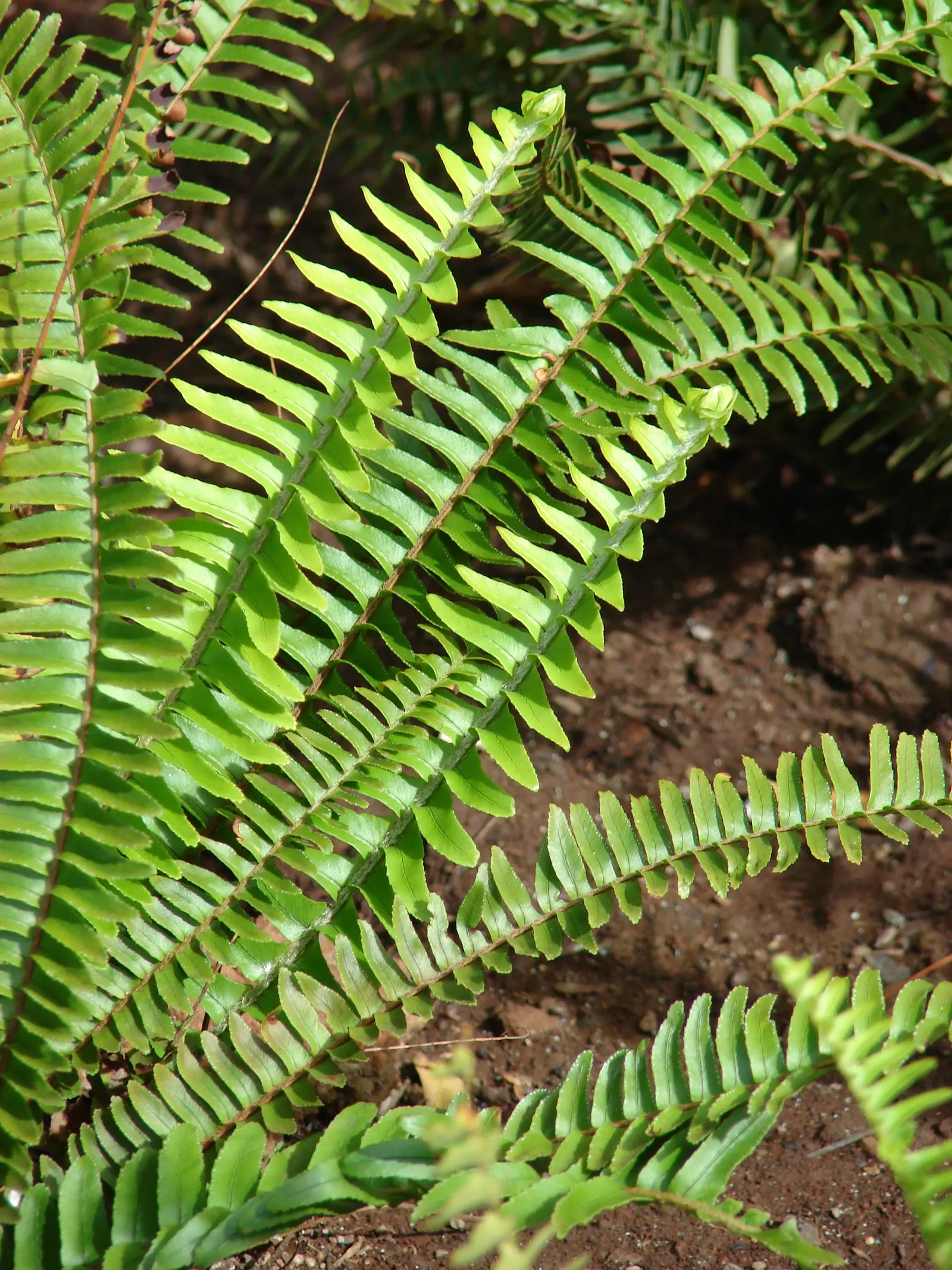 Southern Sword Fern (Nephrolepis Cordifolia) — The Southern Sword Fern, Nephrolepis cordifolia, thrives in USDA zones 8-10, favoring partial to, image 49