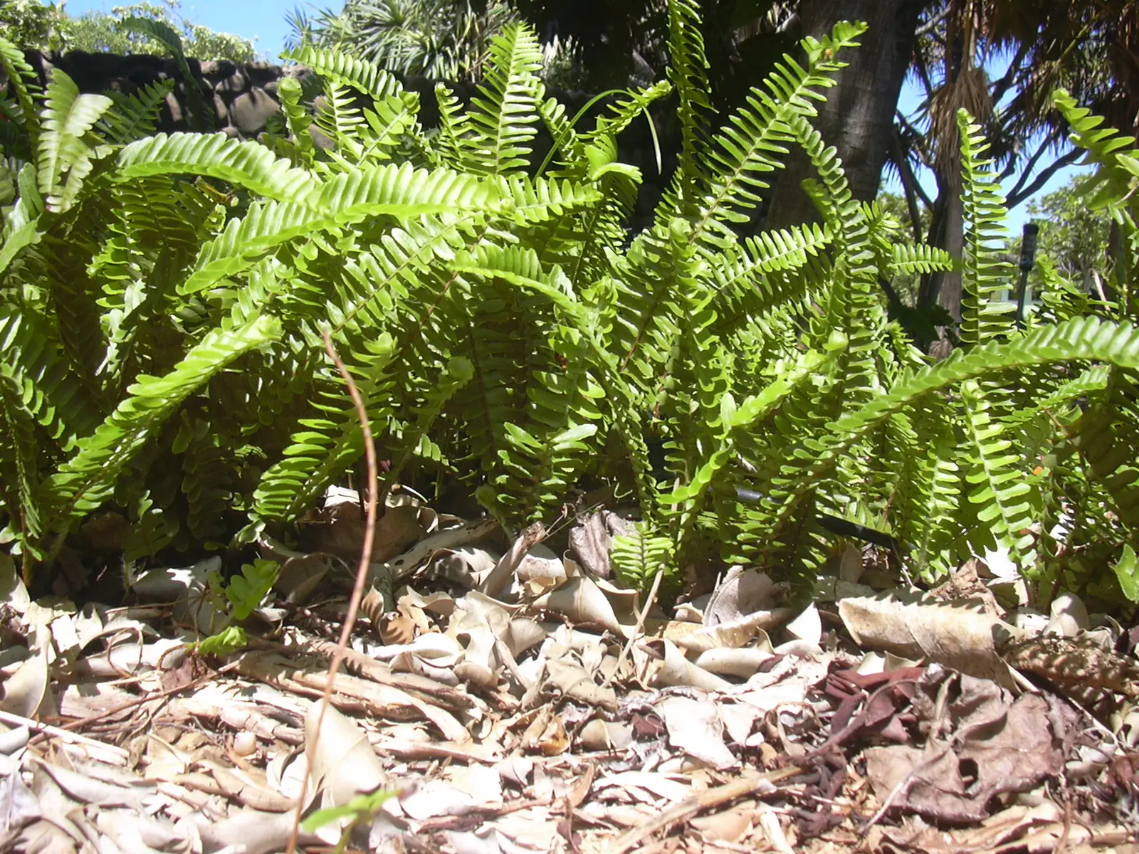 Southern Sword Fern (Nephrolepis Cordifolia) — This lush fern thrives in USDA hardiness zones 8 to 10; adds lush texture to garden compositions with minimal