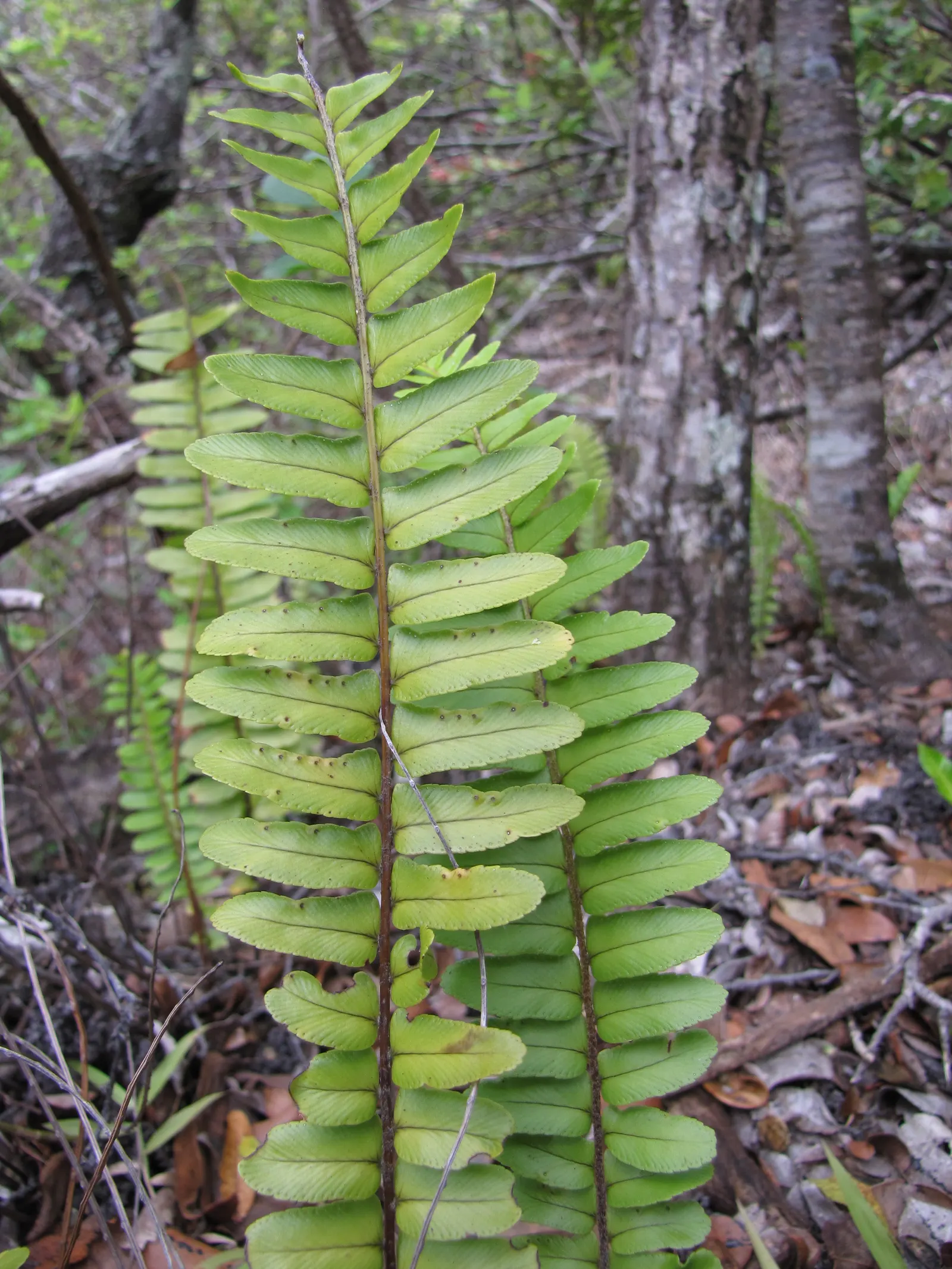 Southern Sword Fern (Nephrolepis Cordifolia) — This lush fern thrives in USDA hardiness zones 8 to 10