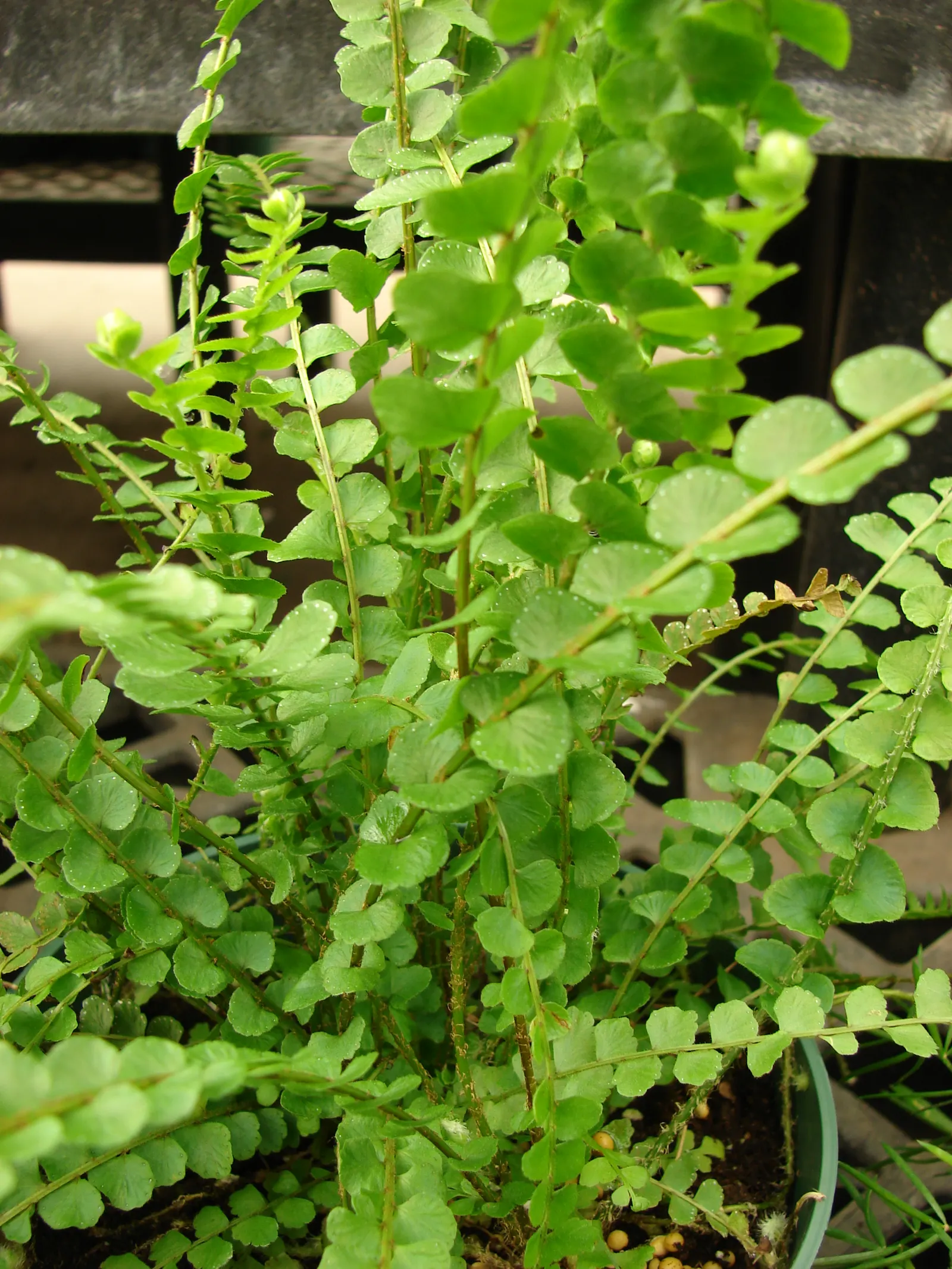 Southern Sword Fern (Nephrolepis Cordifolia) — Prefers moist, well-drained soil with some drought tolerance once established