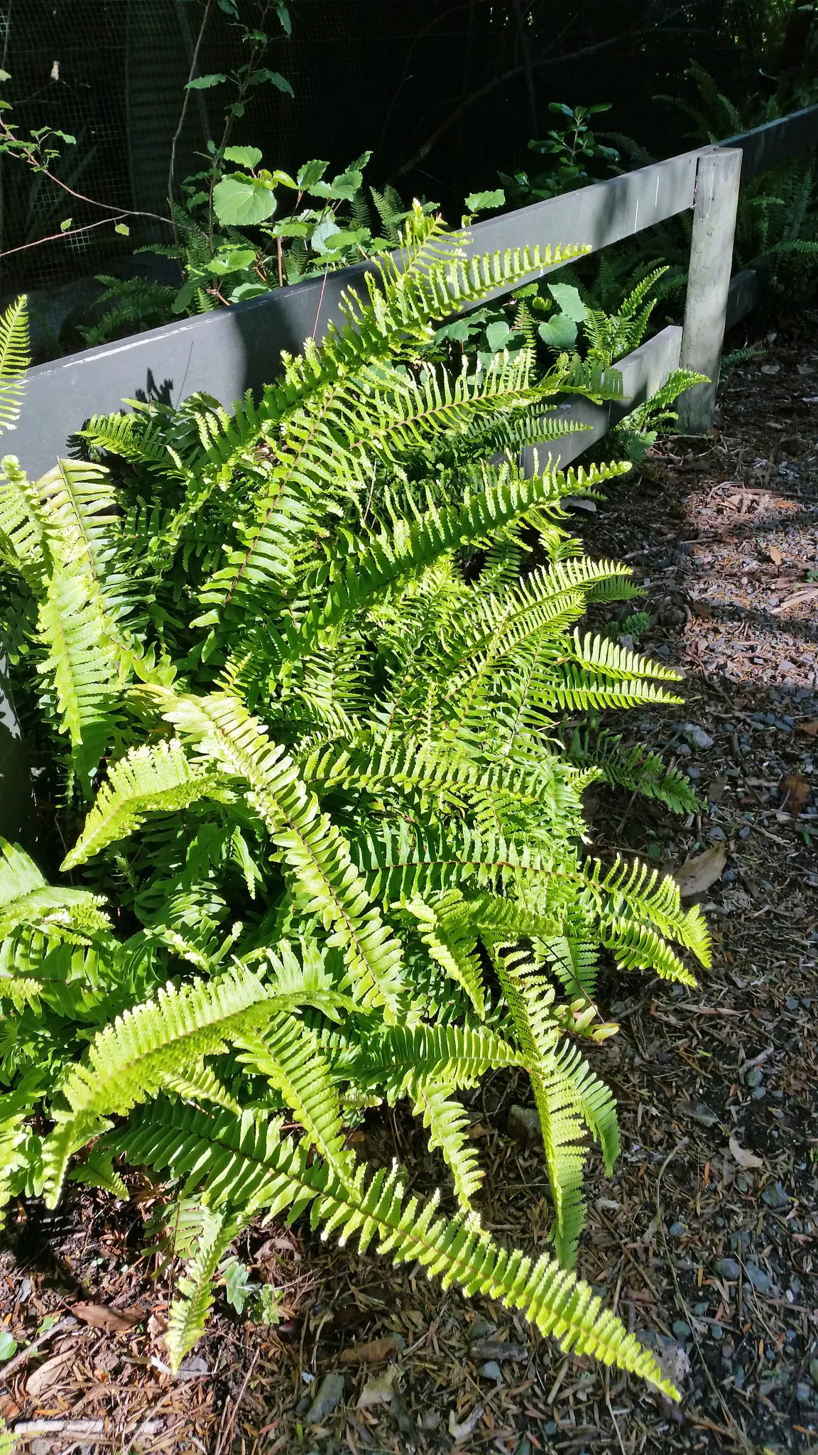 Southern Sword Fern (Nephrolepis Cordifolia) — presents an elegant addition to your garden with its long; maintains the fronds' vibrant green color, image 54