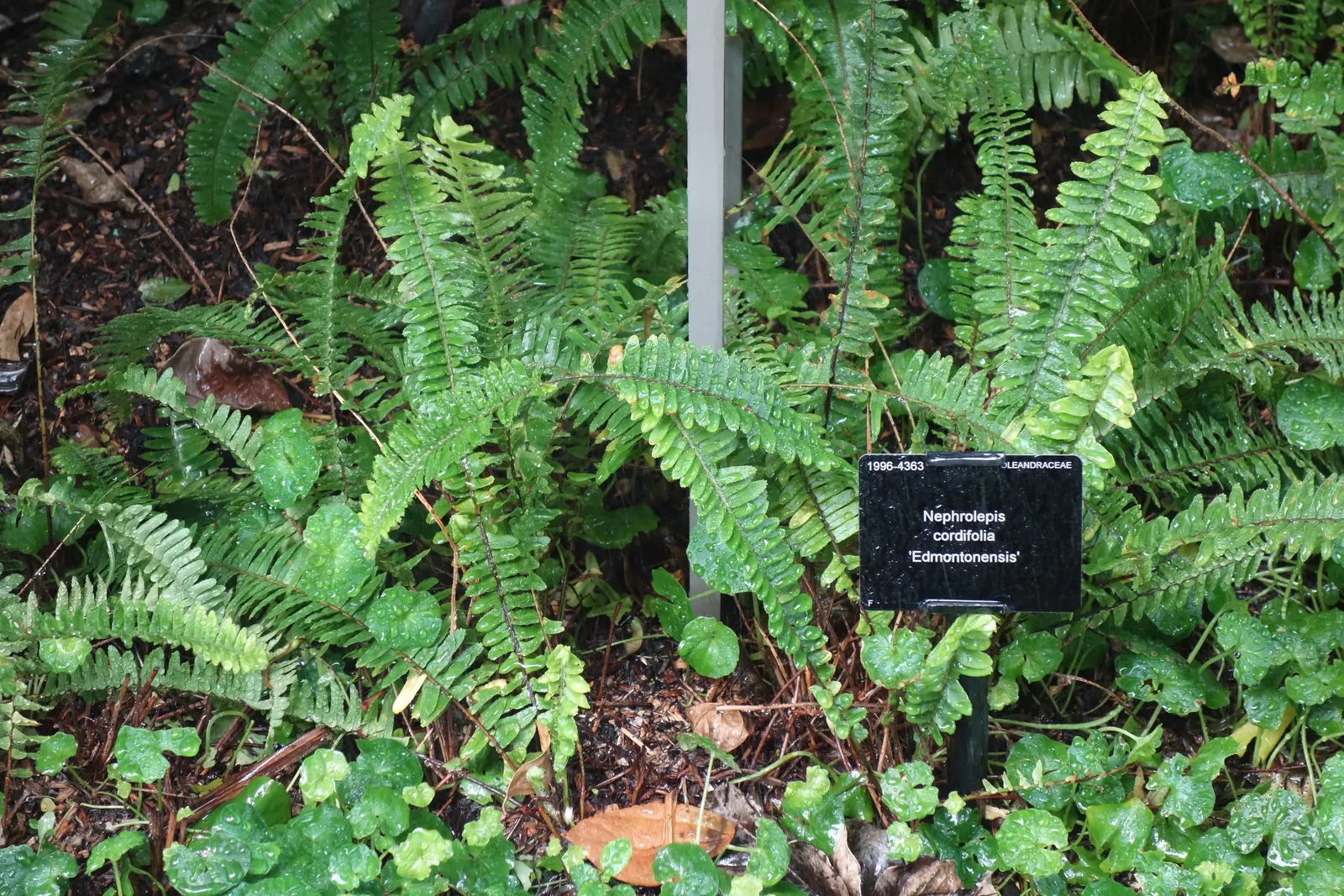 Southern Sword Fern (Nephrolepis Cordifolia) — and it can tolerate short periods of drought once established; contributing to the ecological value of your