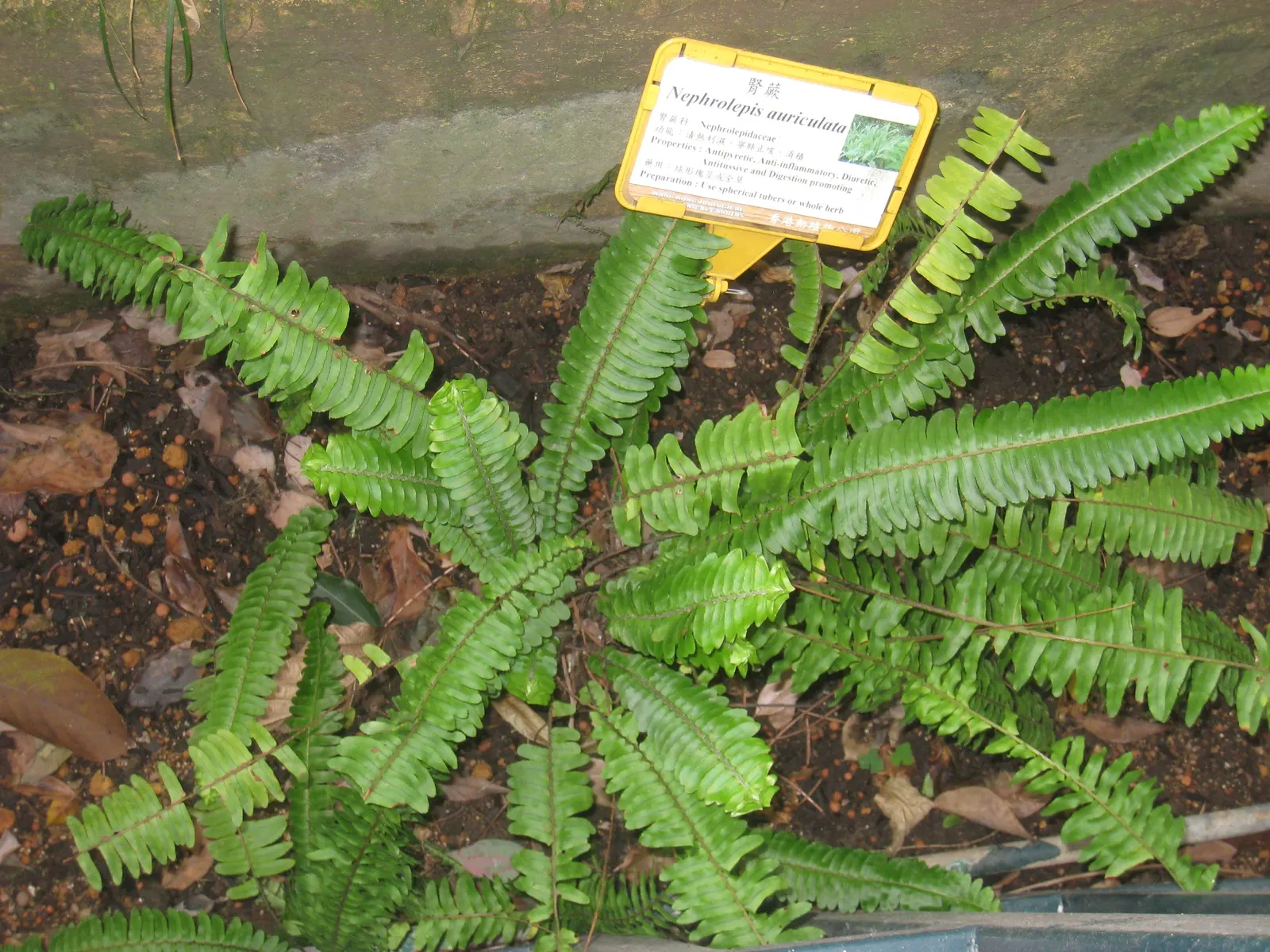 Southern Sword Fern (Nephrolepis Cordifolia) — but it is not considered invasive; fern for half or shade