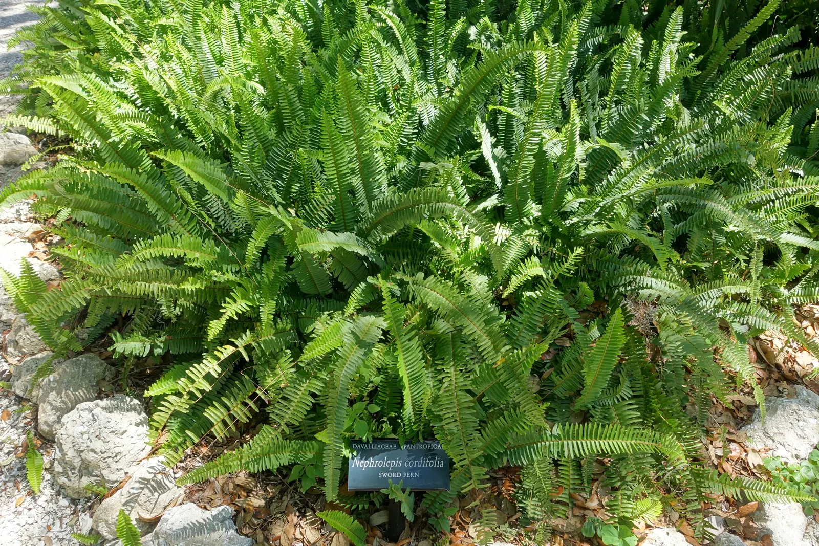 Southern Sword Fern (Nephrolepis Cordifolia) — consider its modest spread of 2 to 4 feet wide; or in container displays for shaded patios.<br><br>This