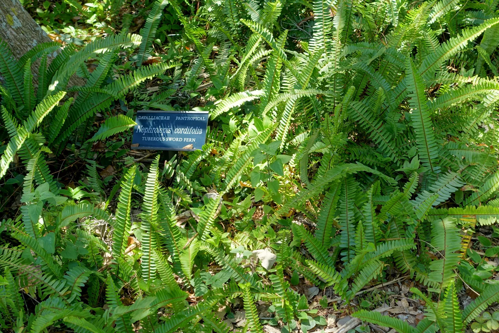 Southern Sword Fern (Nephrolepis Cordifolia) — Adds lush texture to garden compositions with minimal maintenance; this lush fern thrives in USDA hardiness
