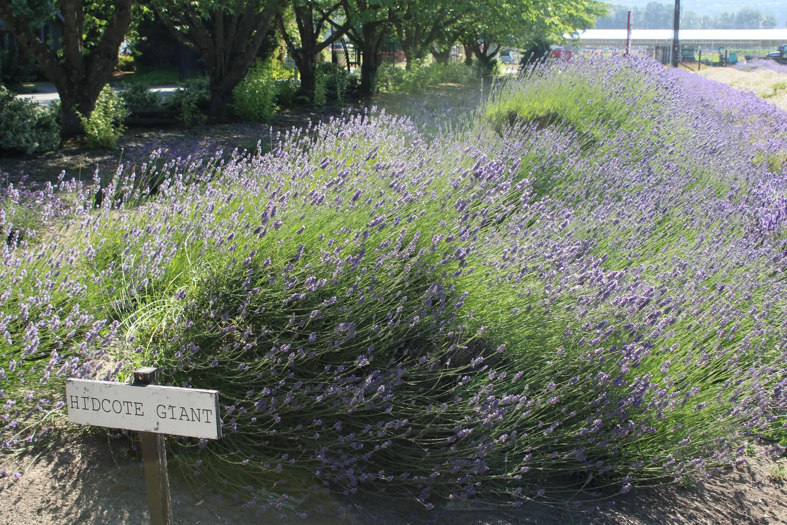 Hidcote Superior English Lavender (Lavandula angustifolia 'Hidcote Giant') — commonly known as the Hidcote Superior English Lavender