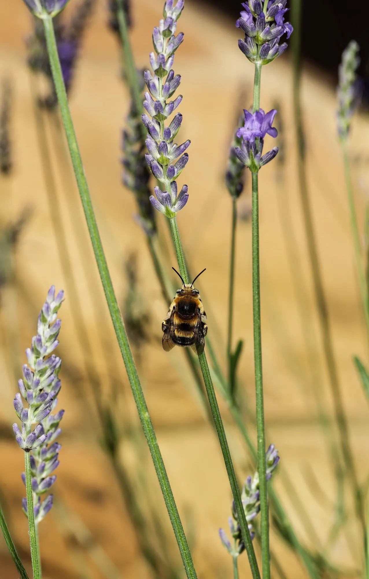 Hidcote Superior English Lavender (Lavandula angustifolia 'Hidcote Giant') — bearing densely packed spikes of deep purple flowers that rise boldly above its