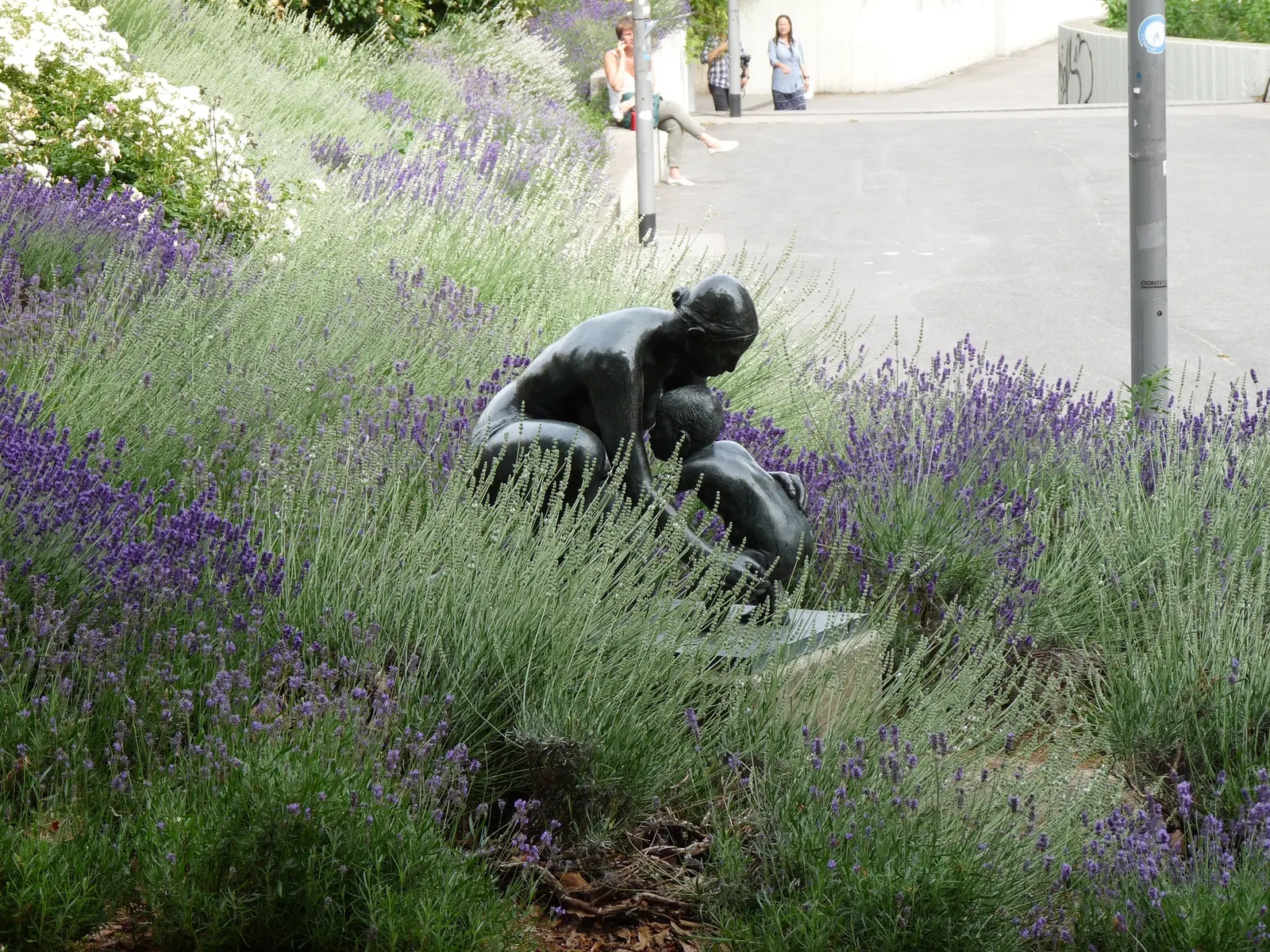 Hidcote Superior English Lavender (Lavandula angustifolia 'Hidcote Giant') — well-suited for adding a touch of classic elegance to any landscape design