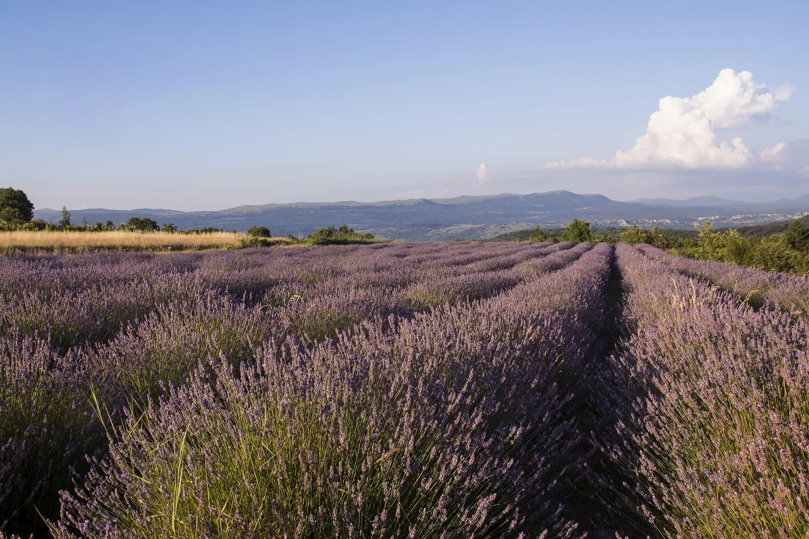 Hidcote Superior English Lavender (Lavandula angustifolia 'Hidcote Giant') — is a robust and enchanting perennial