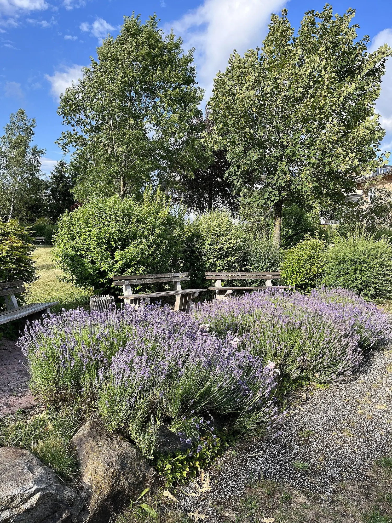 Hidcote Superior English Lavender (Lavandula angustifolia 'Hidcote Giant') — scientifically named Lavandula angustifolia 'Hidcote Giant'