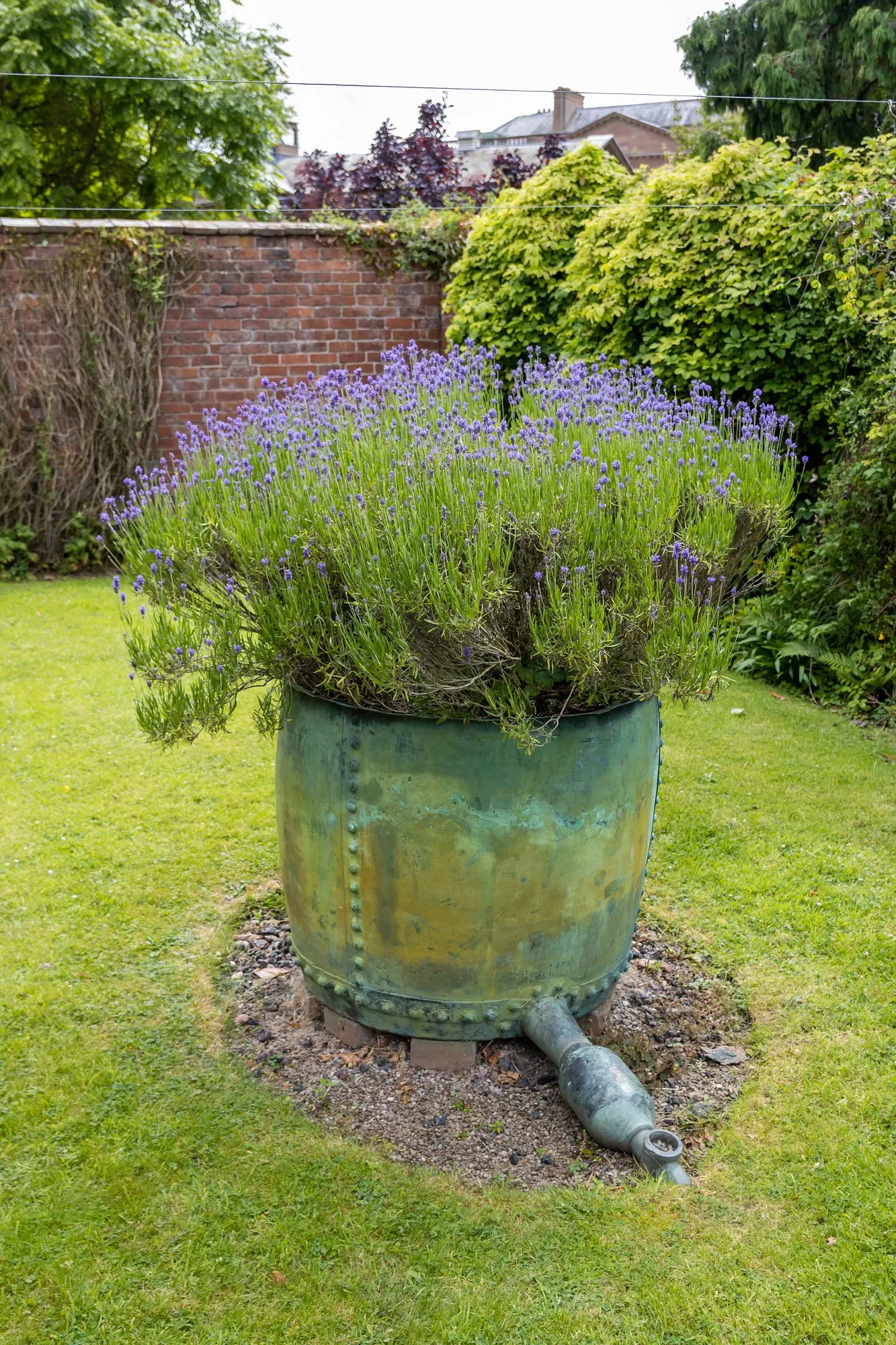 Hidcote Superior English Lavender (Lavandula angustifolia 'Hidcote Giant') — Moderate drought tolerance once established makes this plant a stellar option for