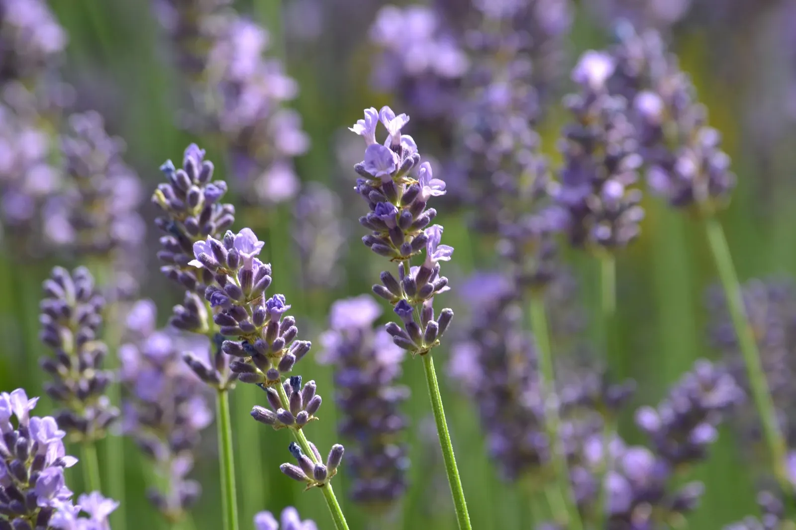 Hidcote Superior English Lavender (Lavandula angustifolia 'Hidcote Giant') — making it a striking choice for borders