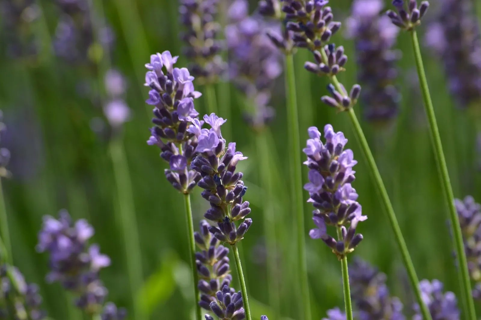Hidcote Superior English Lavender (Lavandula angustifolia 'Hidcote Giant') — such as bees and butterflies but are also excellent for cutting or drying