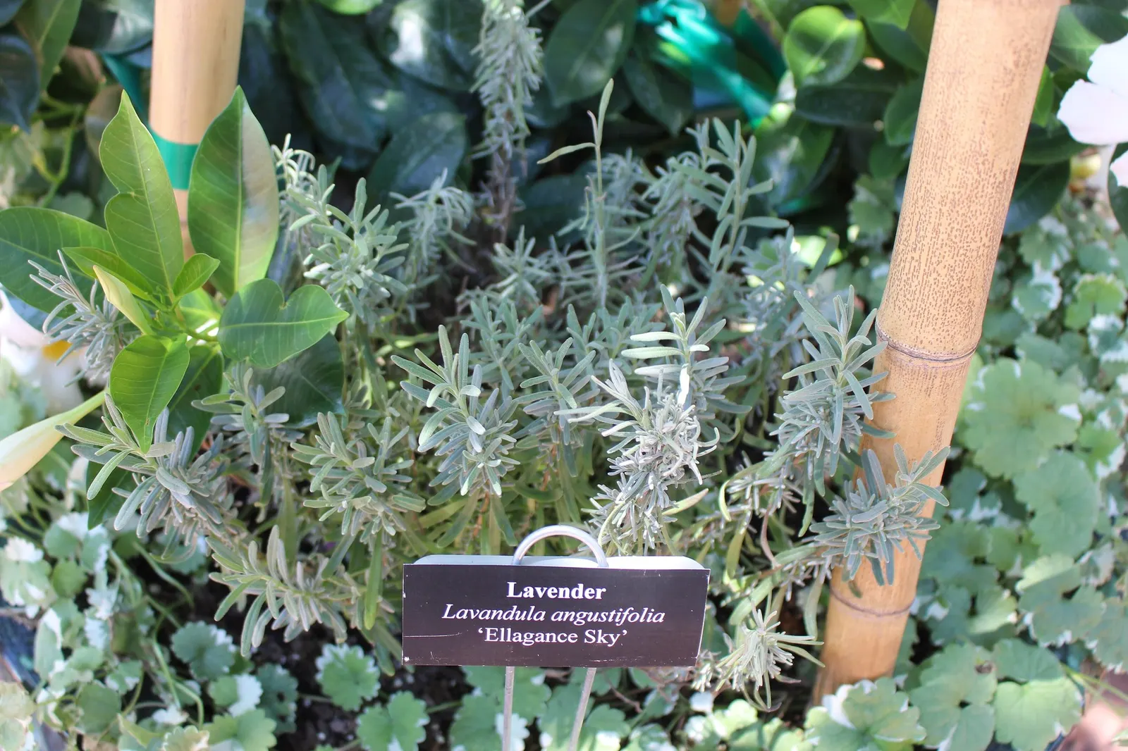 Hidcote Superior English Lavender (Lavandula angustifolia 'Hidcote Giant') — the 'Hidcote Giant' requires a position in full sun to truly thrive and prefers