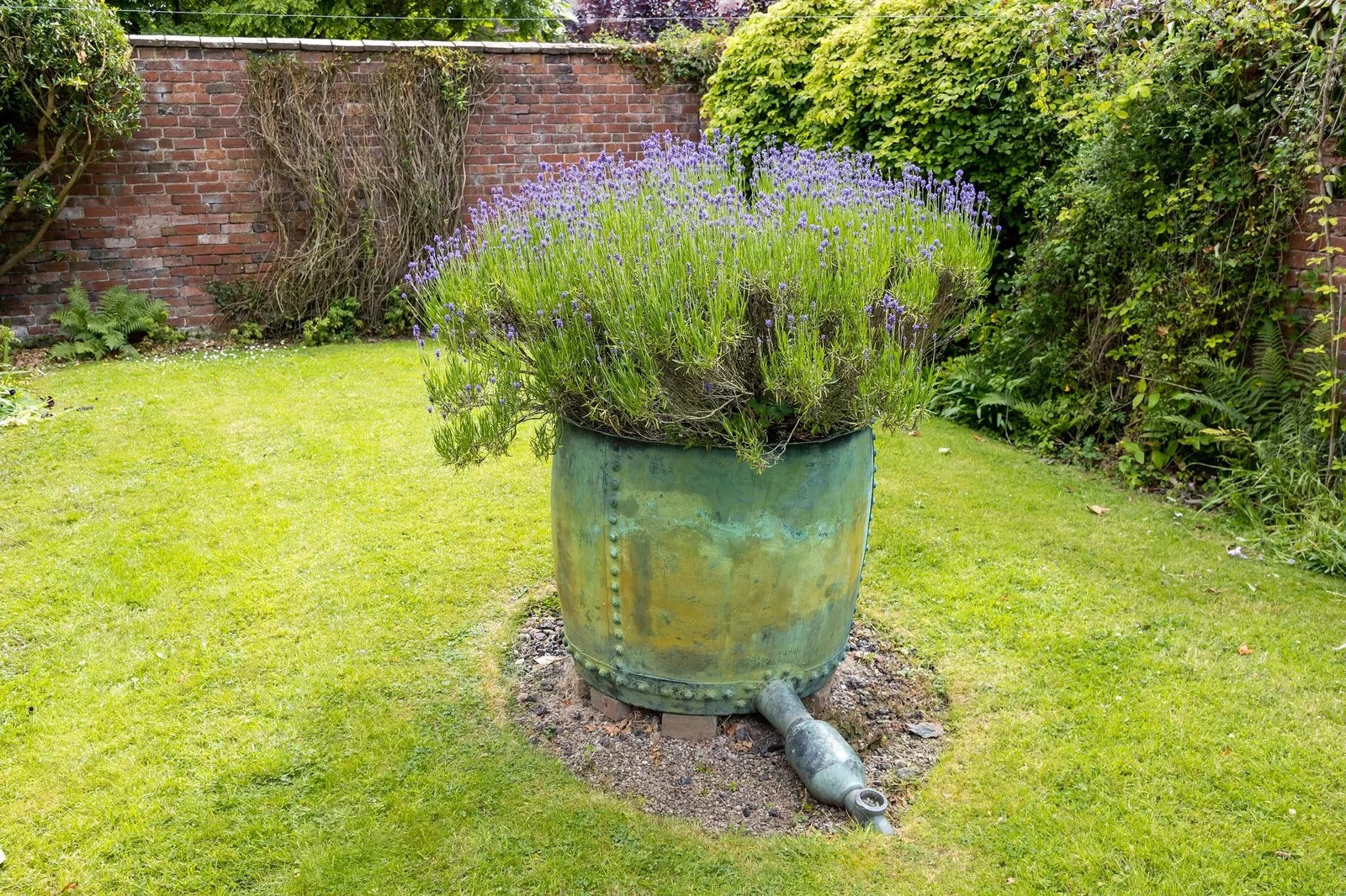 Hidcote Superior English Lavender (Lavandula angustifolia 'Hidcote Giant') — The flowers not only attract a variety of pollinators