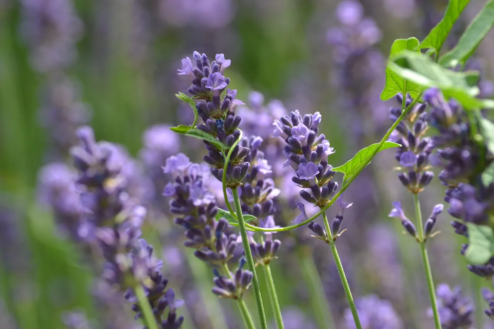 Hidcote Superior English Lavender (Lavandula angustifolia 'Hidcote Giant') — reaching up to 24 inches in height and spreading 18 to 24 inches wide