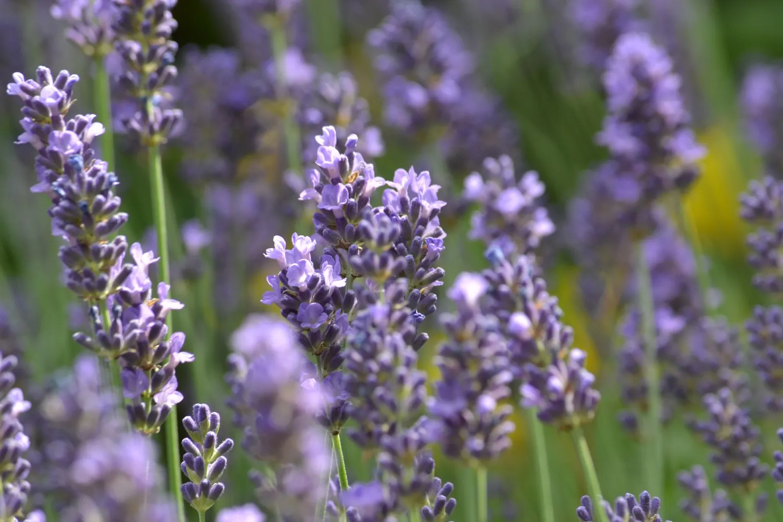 Hidcote Superior English Lavender (Lavandula angustifolia 'Hidcote Giant') — 'Hidcote Giant' delivers with its soothing fragrance