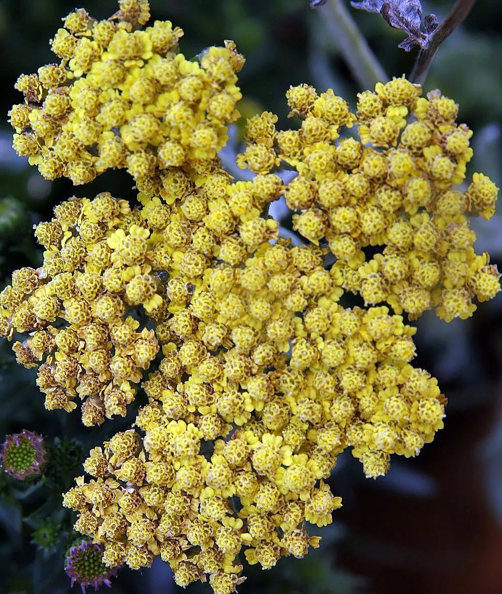 Moonshine Yarrow (Achillea 'Moonshine') — These eye-catching blooms not only add a pop of color