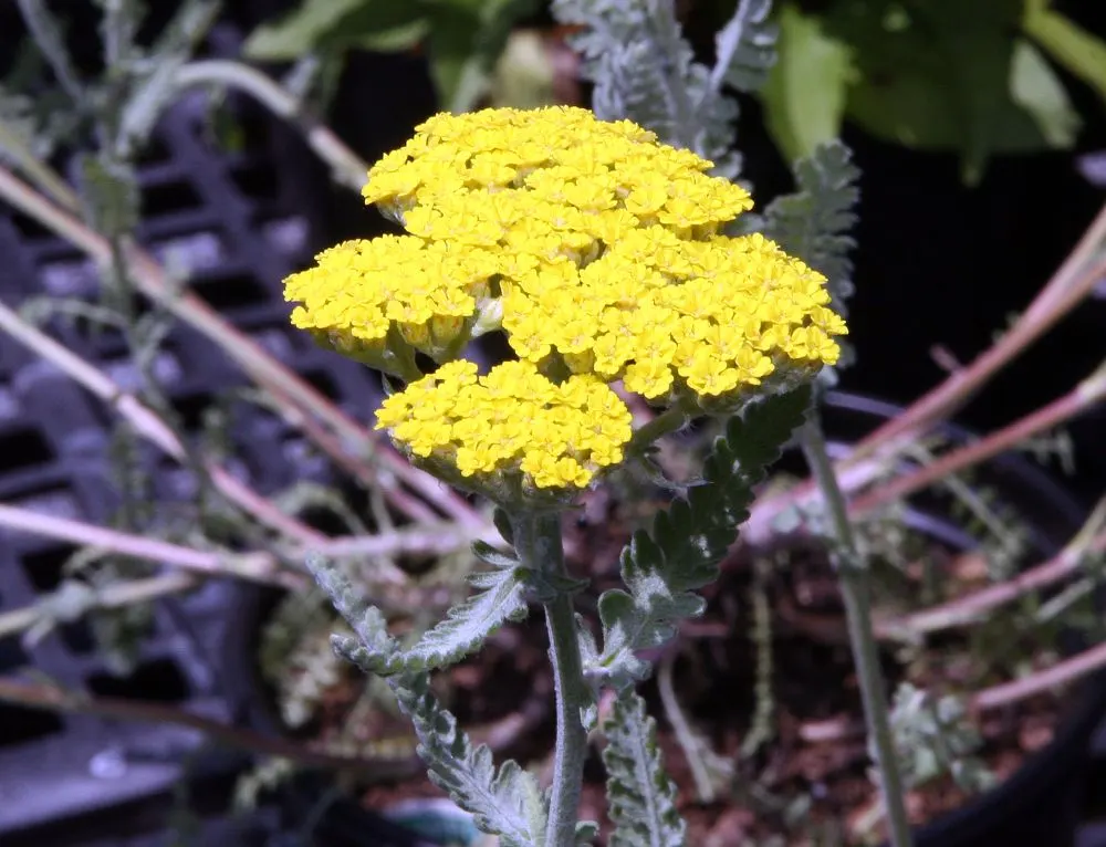 Moonshine Yarrow (Achillea 'Moonshine') — This drought-tolerant yarrow stands about 2 feet tall and spreads up to 2 feet wide; these eye-catching, image 44
