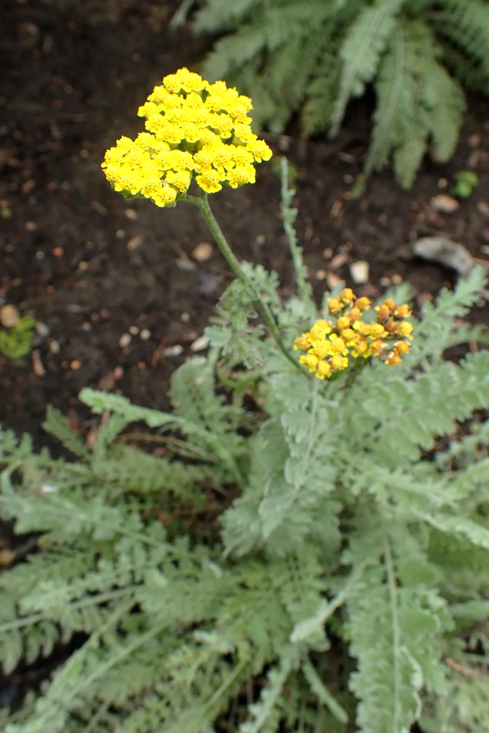 Moonshine Yarrow (Achillea 'Moonshine') — it is an excellent candidate for water-wise landscapes.<br><br>Hardy across USDA Zones 3 to 9; these eye-catching